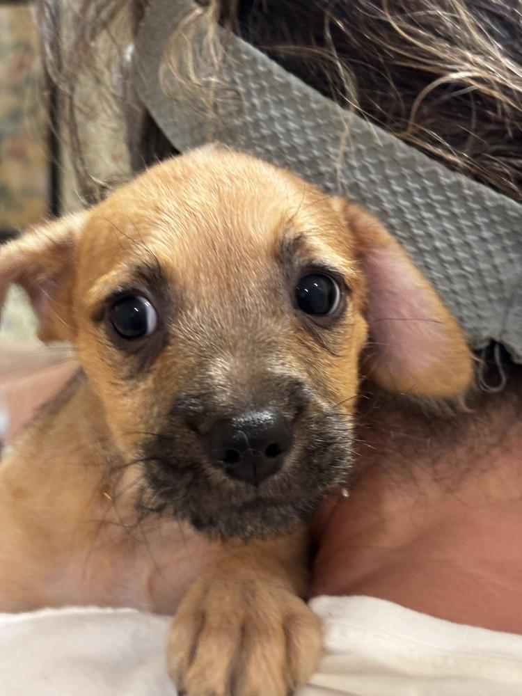 Enlarge Halloween- Toffee, a Adoptable mixed breed in Bonita, CA image 3/4