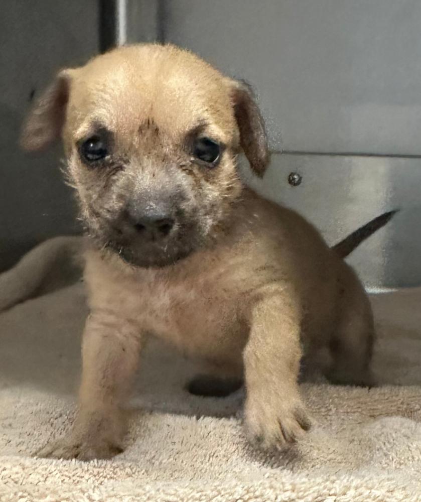 Enlarge Halloween- Toffee, a Adoptable mixed breed in Bonita, CA image 4/4