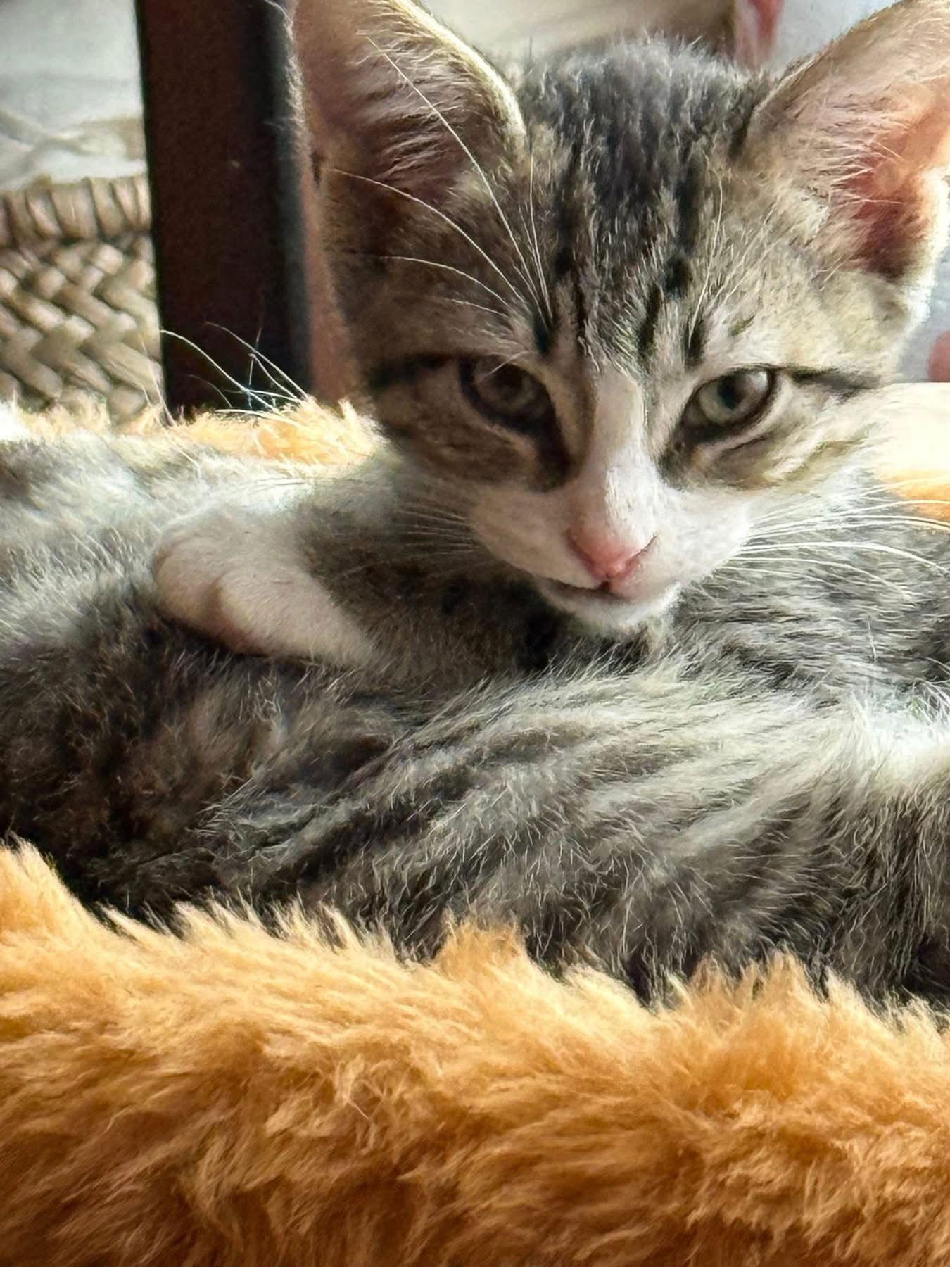 JackJack, Adoptable, Young Male Domestic Short Hair.