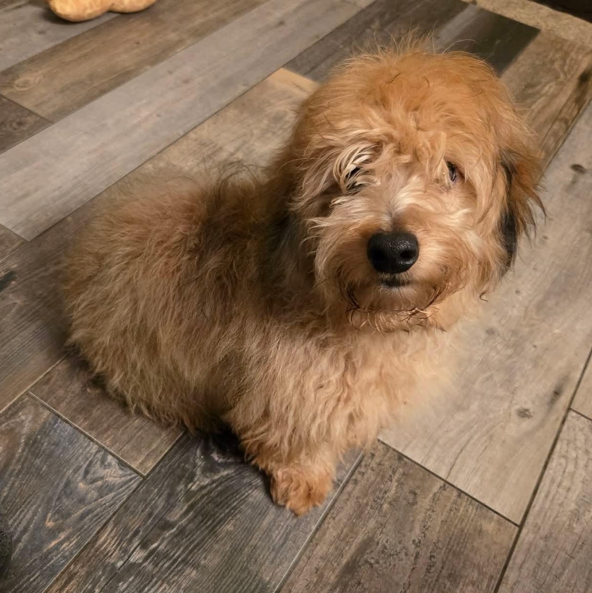 Lennon, an adopted mixed breed in Rochester, NY image 3/5