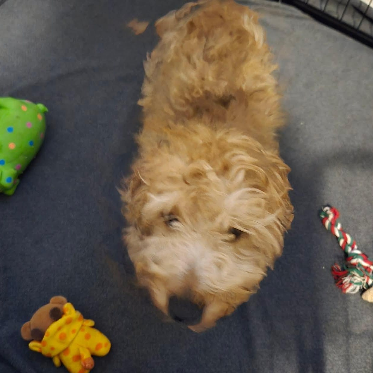 Lennon, an adopted mixed breed in Rochester, NY image 4/5