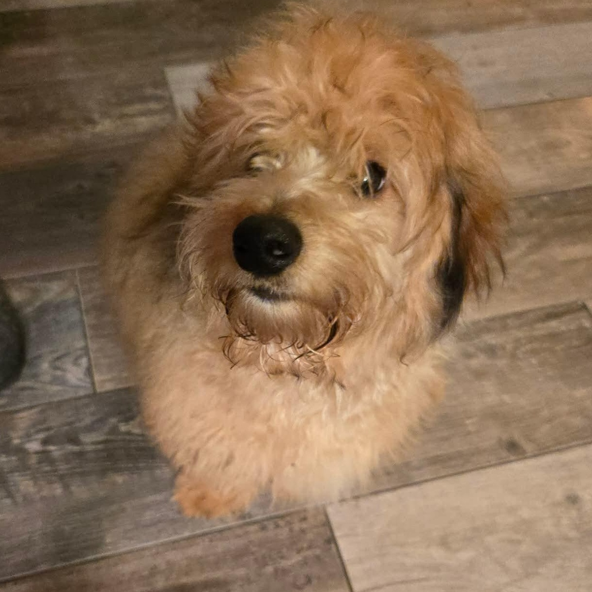 Lennon, an adopted mixed breed in Rochester, NY image 2/5