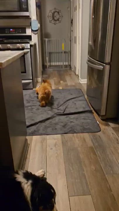 Enlarge Lennon, an adopted mixed breed in Rochester, NY video 5/5