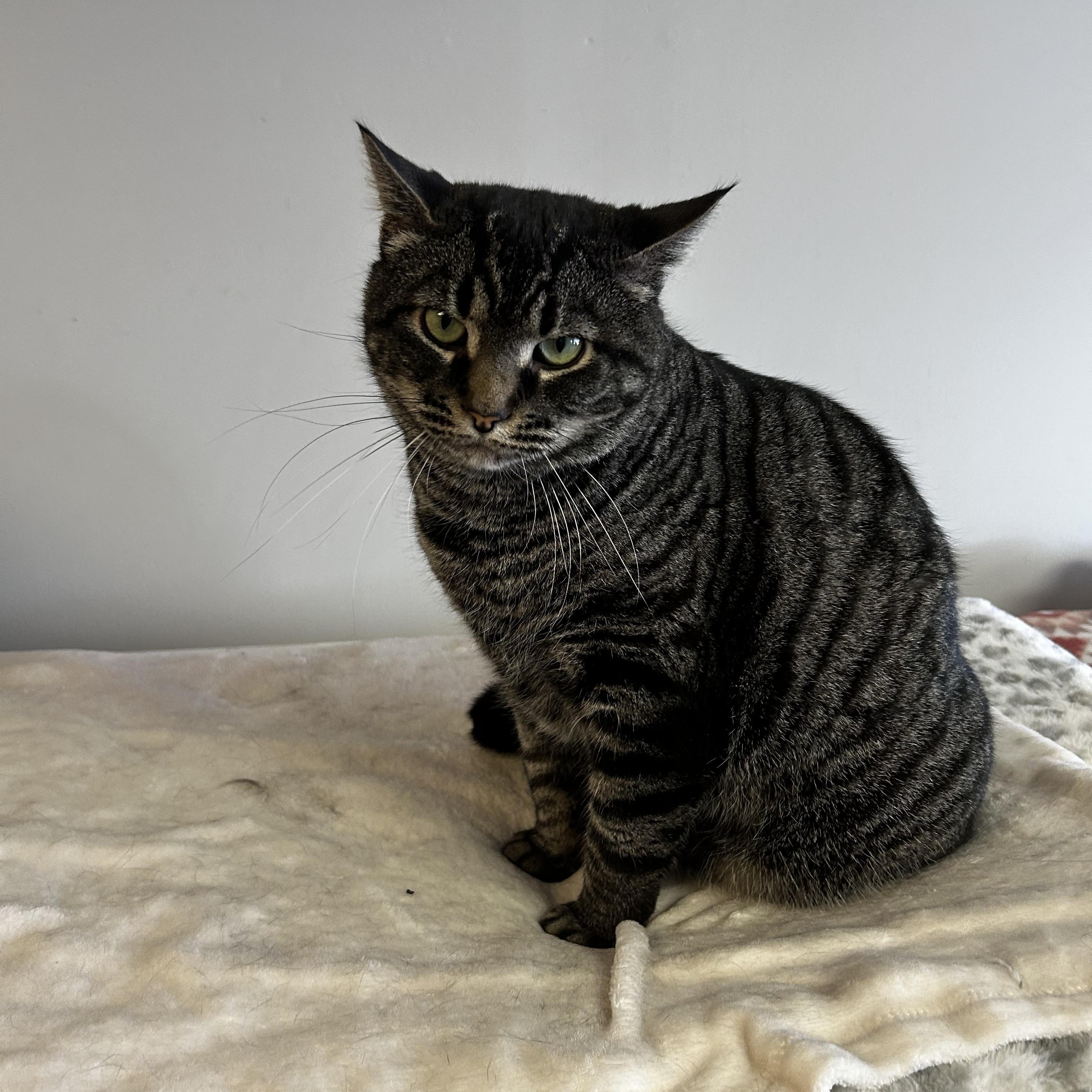 Enlarge Jupiter, a Adoptable Domestic Short Hair in Warminster, PA image 2/6