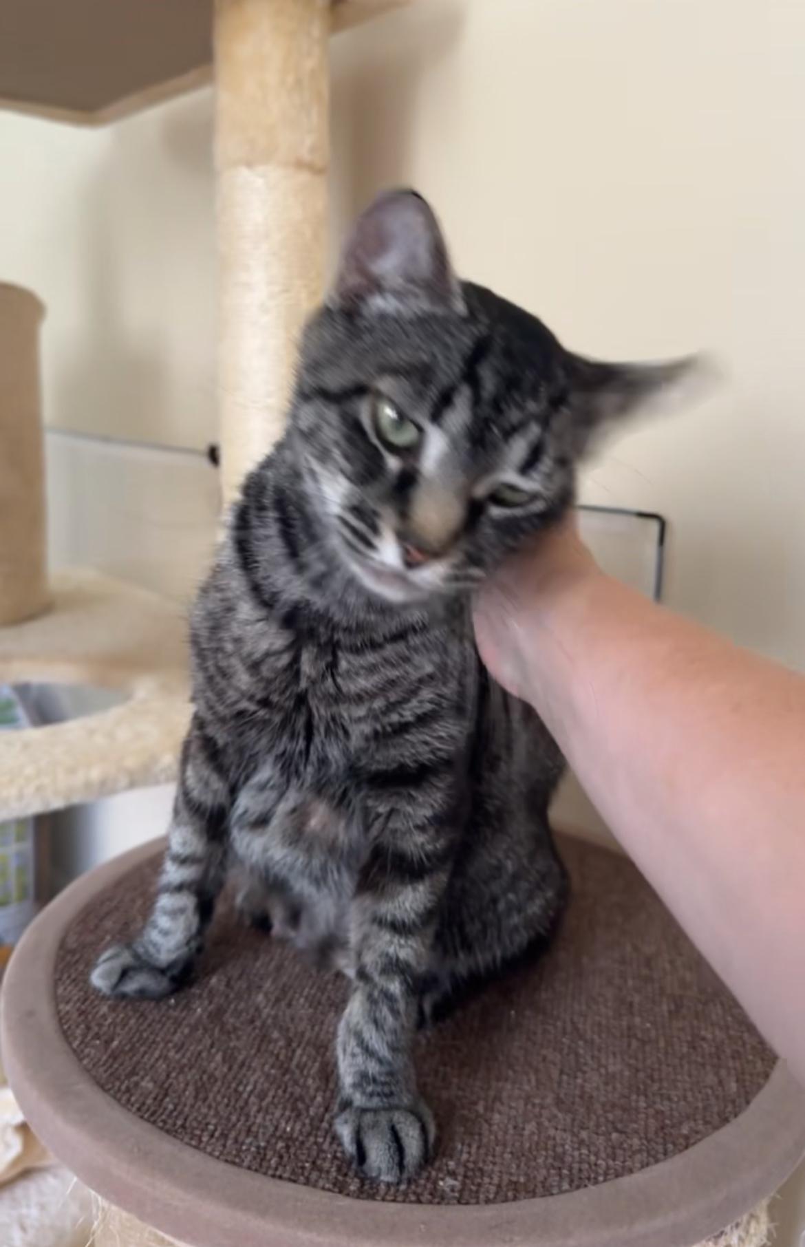 Enlarge Jupiter, a Adoptable Domestic Short Hair in Warminster, PA image 5/6