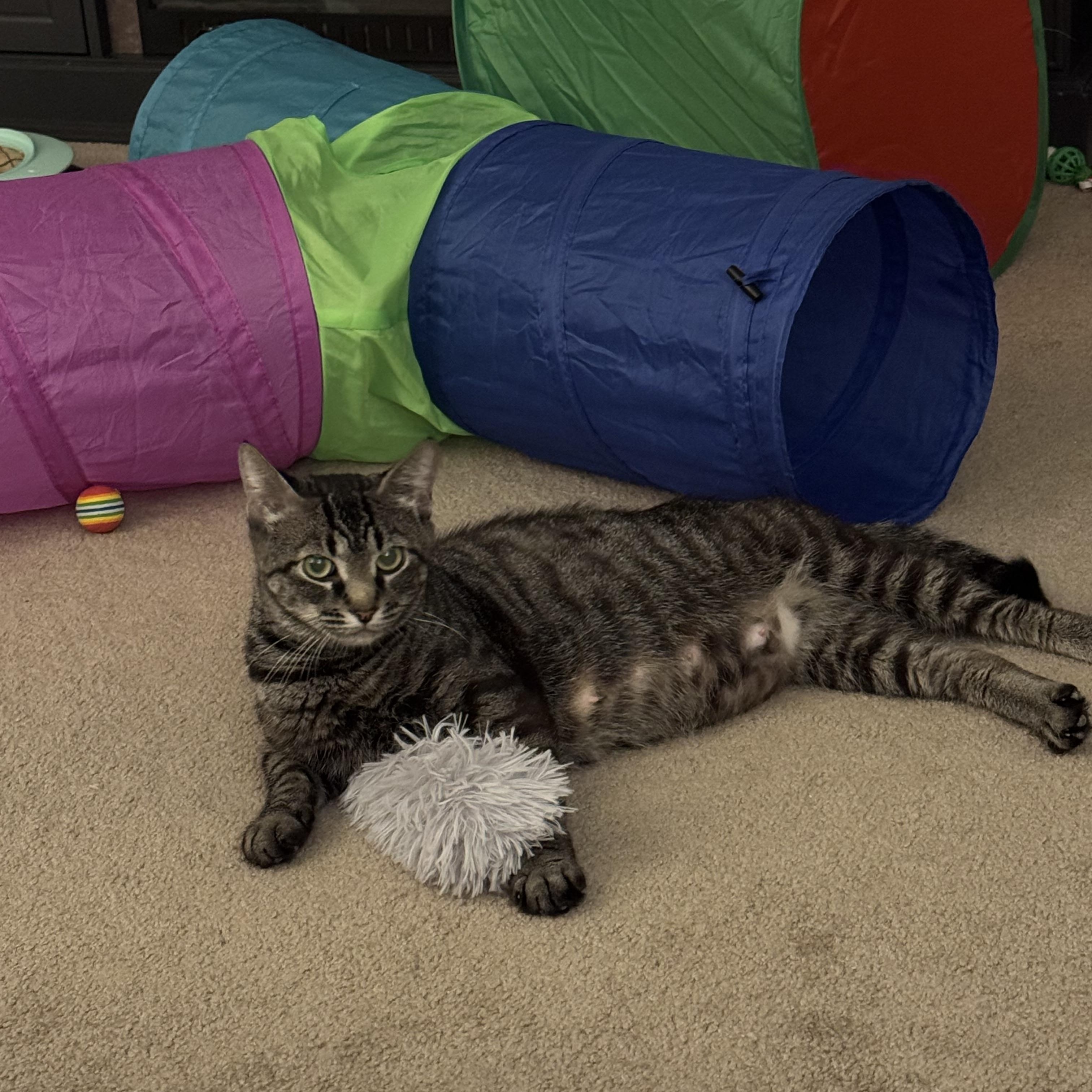 Enlarge Jupiter, a Adoptable Domestic Short Hair in Warminster, PA image 2/6