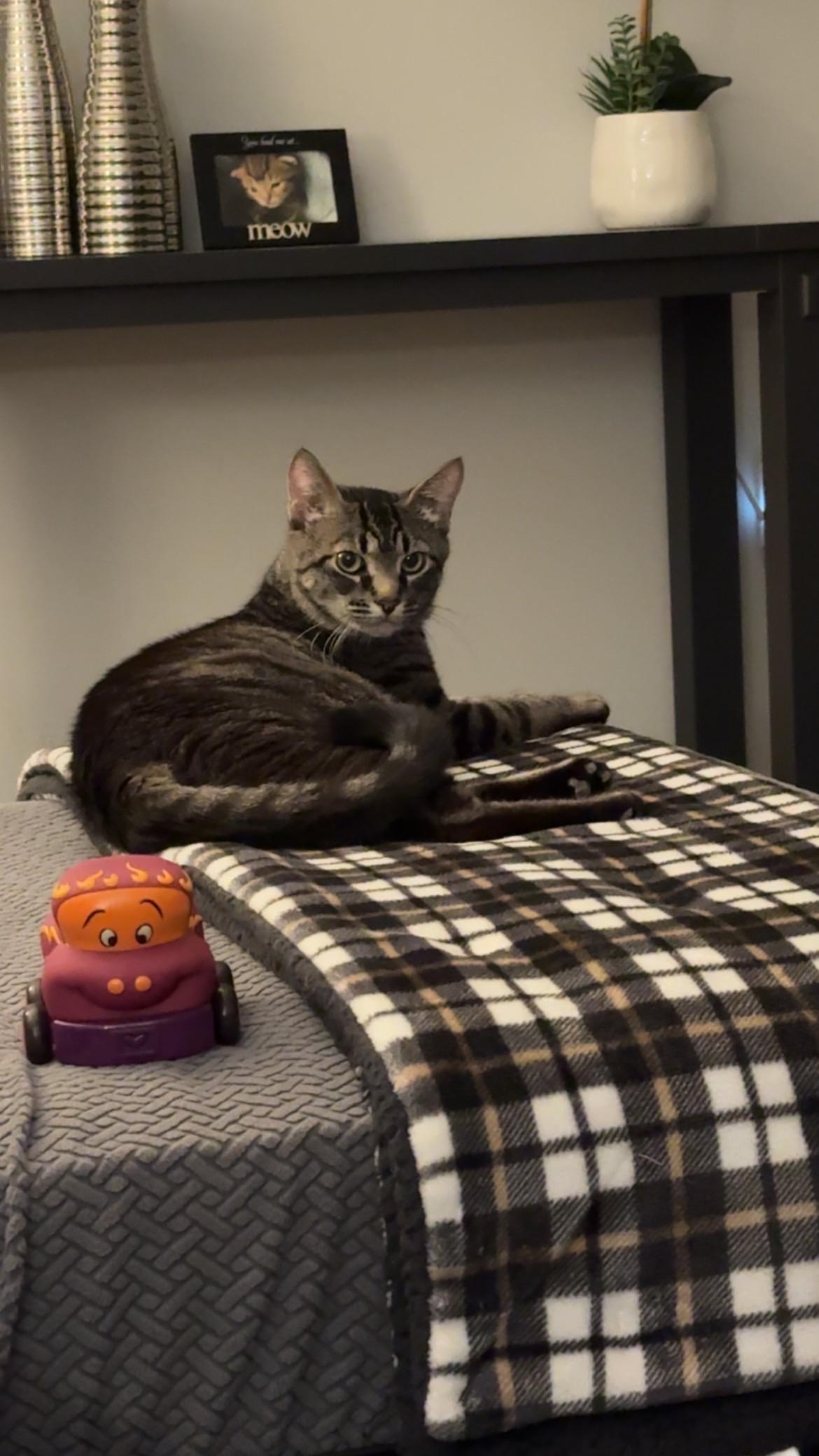 Enlarge Jupiter, a Adoptable Domestic Short Hair in Warminster, PA image 4/6