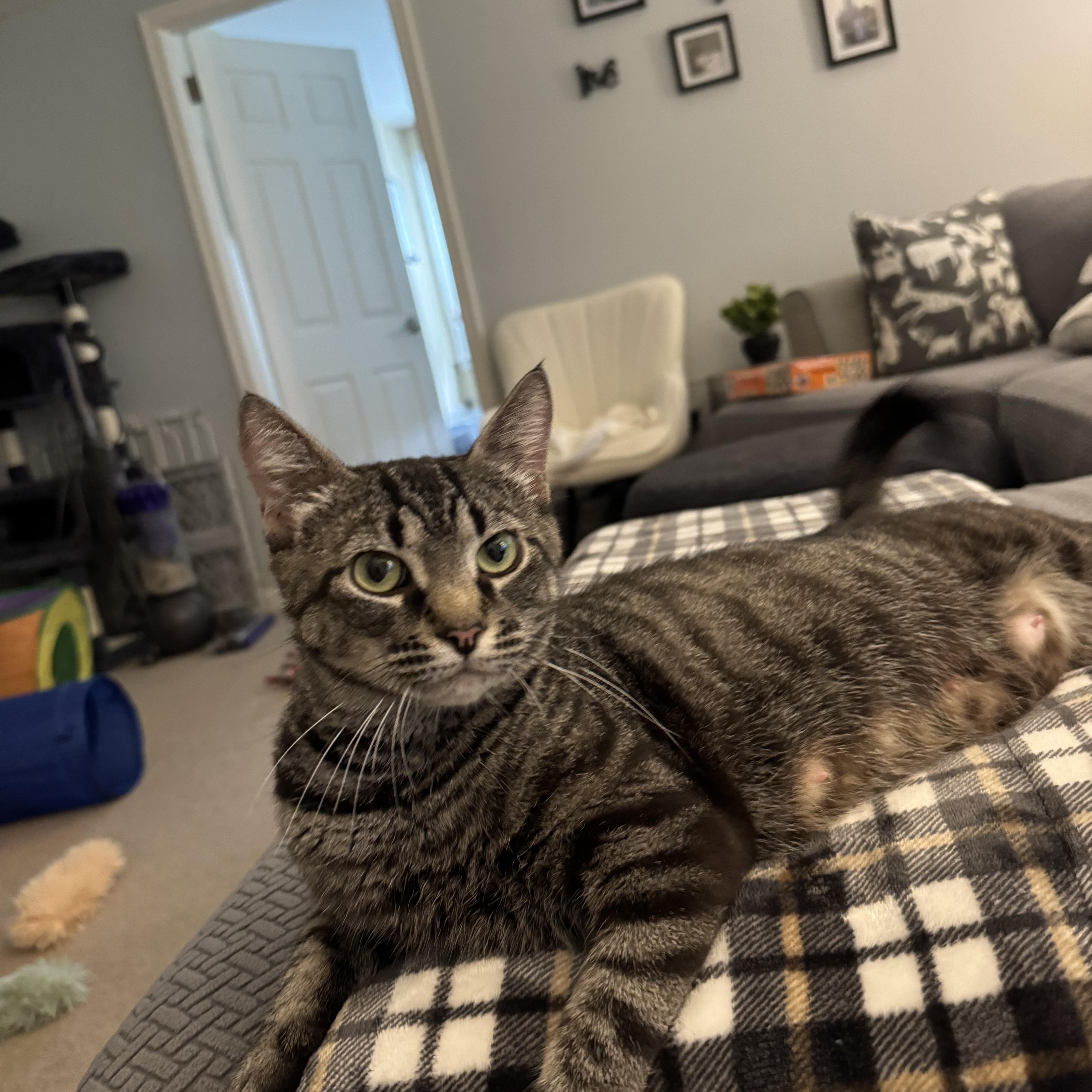 Jupiter, Adoptable, Adult Female Domestic Short Hair.