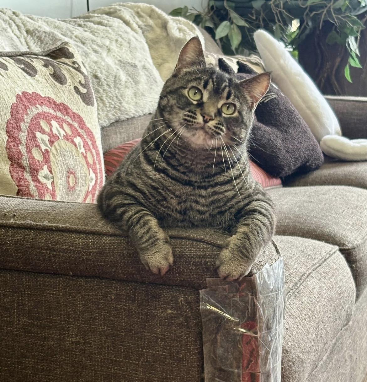 Enlarge Jupiter, a Adoptable Domestic Short Hair in Warminster, PA image 1/6