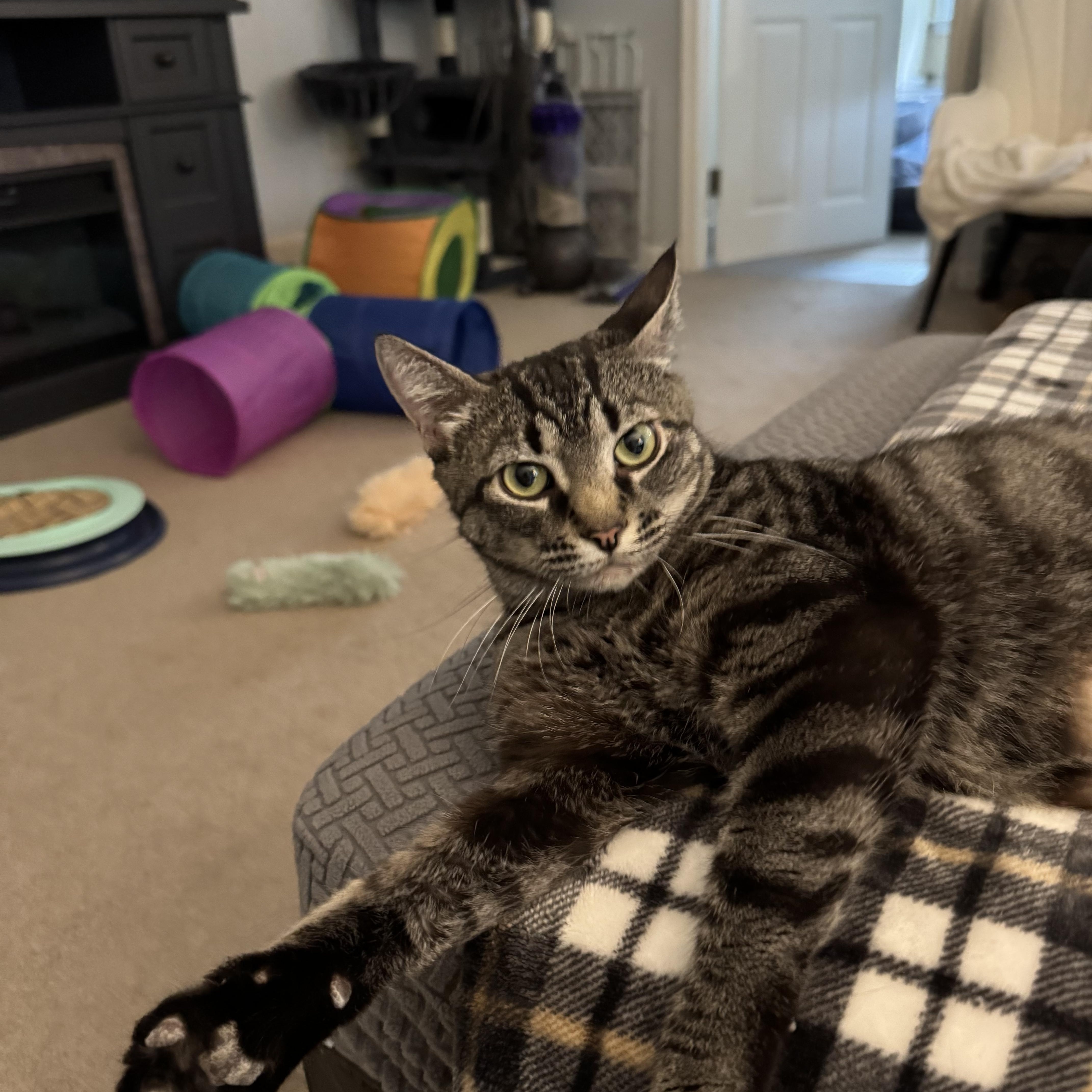 Enlarge Jupiter, a Adoptable Domestic Short Hair in Warminster, PA image 3/6