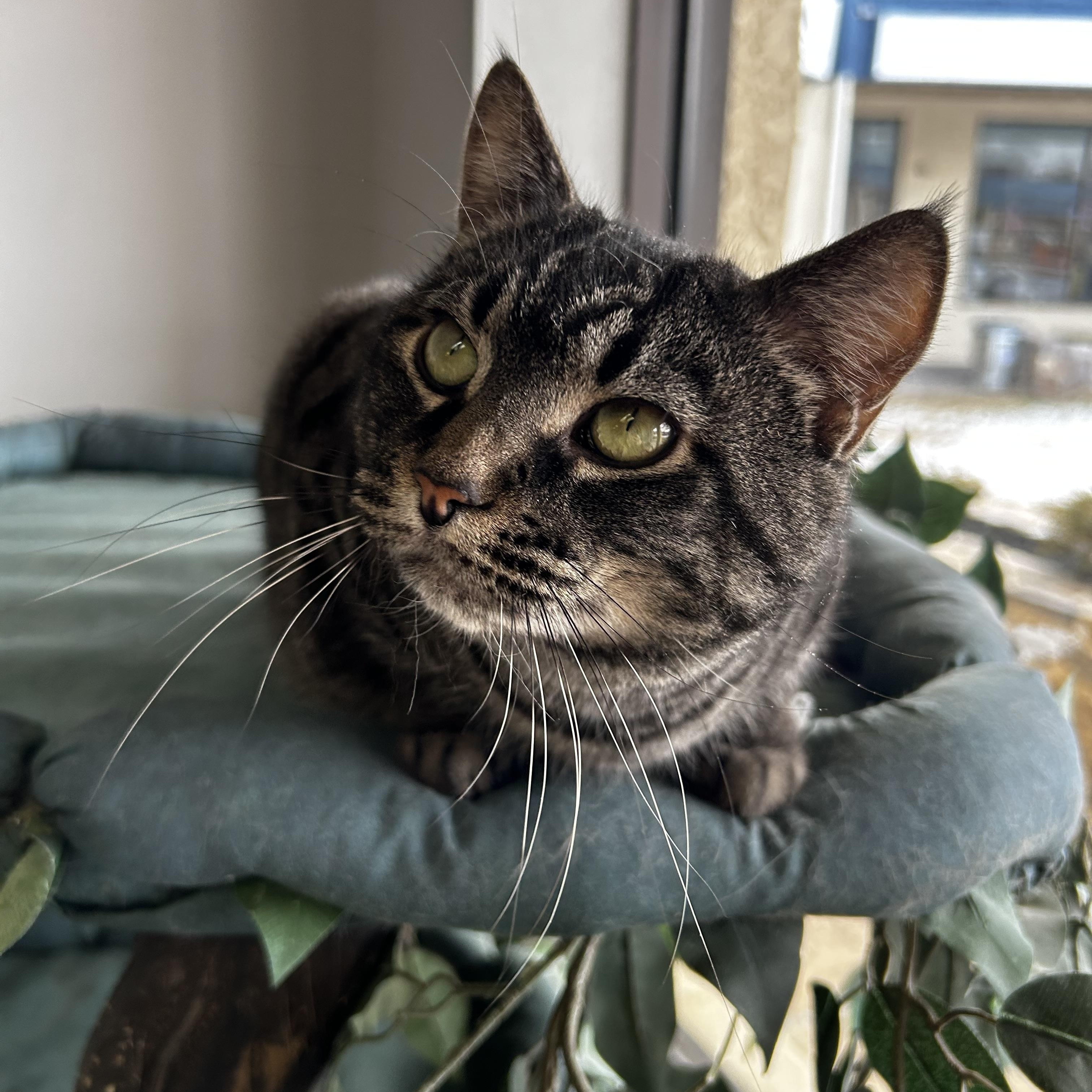 Enlarge Jupiter, a Adoptable Domestic Short Hair in Warminster, PA image 1/6