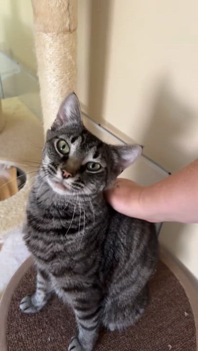 Enlarge Jupiter, a Adoptable Domestic Short Hair in Warminster, PA video 6/6