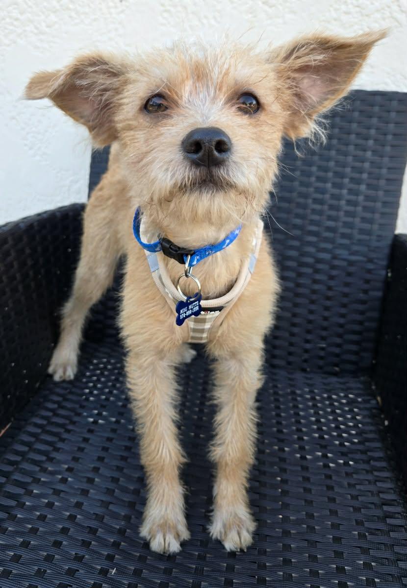 HOUSTON, a Adoptable mixed breed in Grand Prairie, TX image 2/5