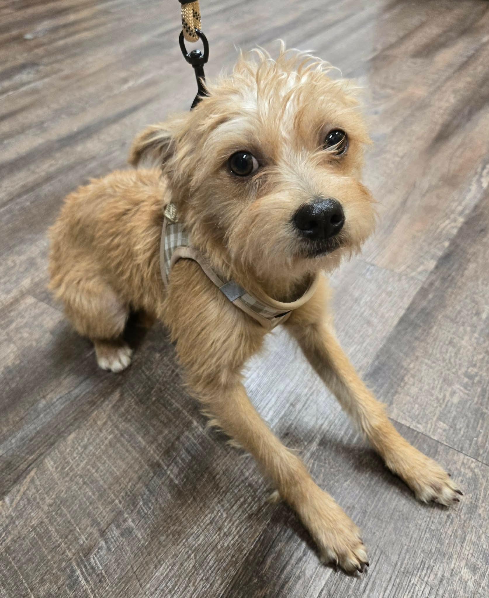 HOUSTON, a Adoptable mixed breed in Grand Prairie, TX image 4/5