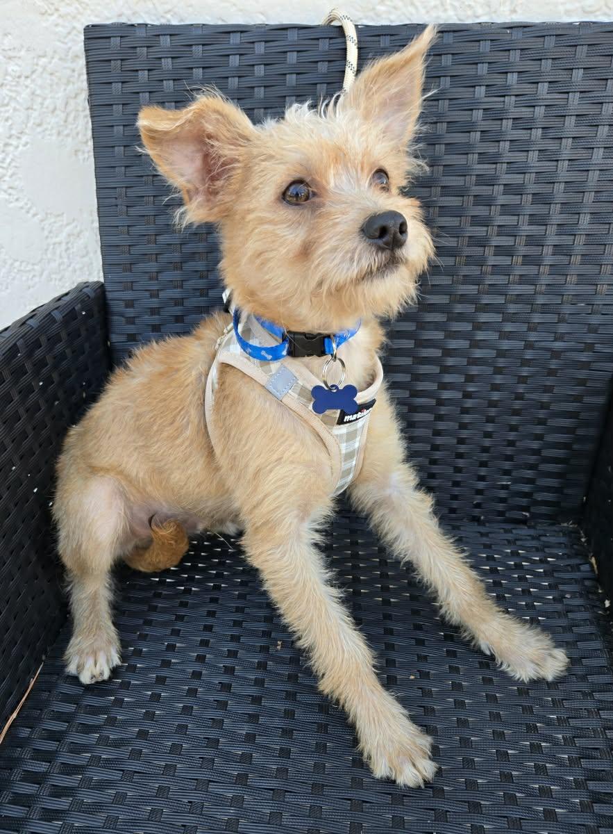 HOUSTON, a Adoptable mixed breed in Grand Prairie, TX image 1/5