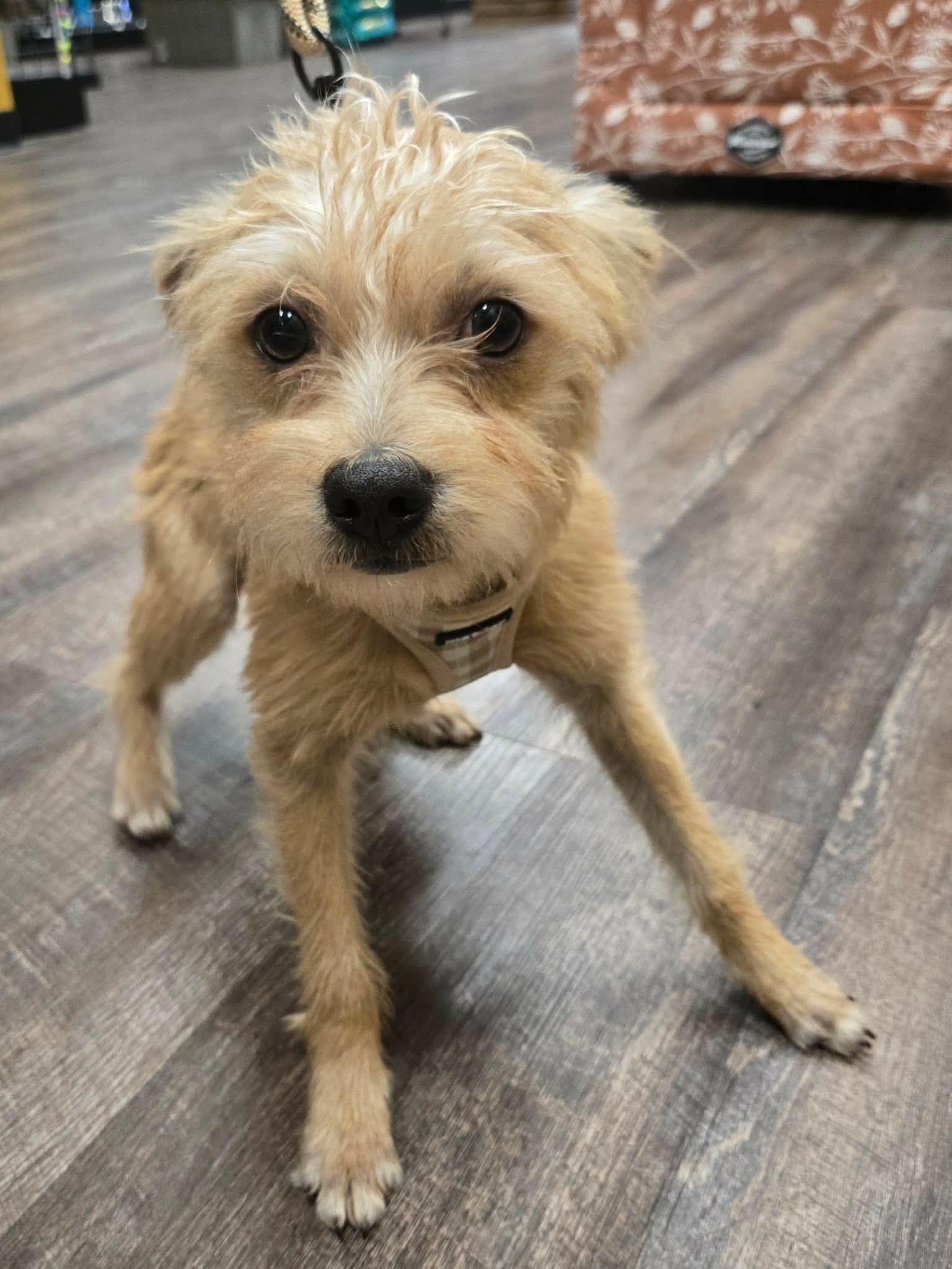 HOUSTON, a Adoptable mixed breed in Grand Prairie, TX image 3/5