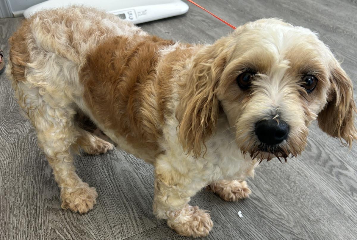 Laney, Adoptable, Adult Female Cavalier King Charles Spaniel & Bichon Frise.