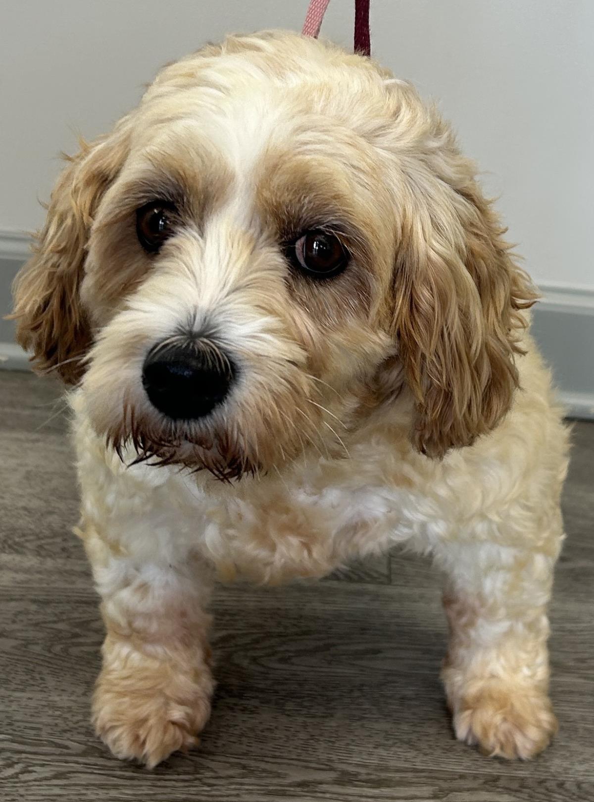 Laney, Adoptable, Adult Female Cavalier King Charles Spaniel & Bichon Frise.