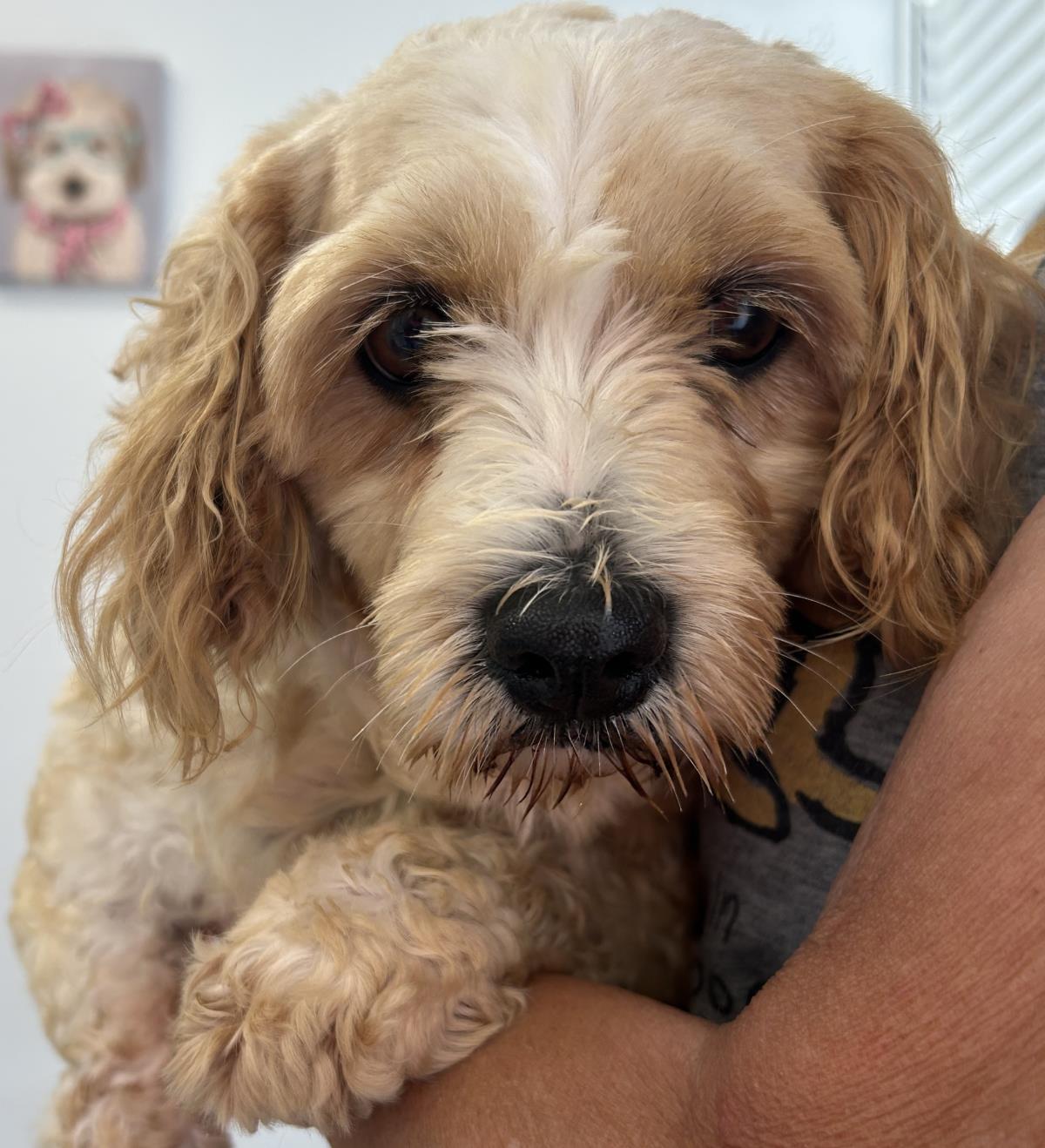 Laney, a Adoptable mixed breed in Westminster, MD image 3/3