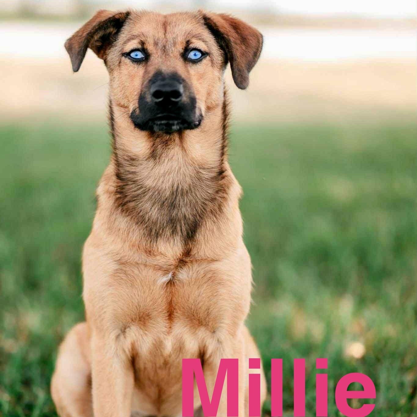 Millie photo 3