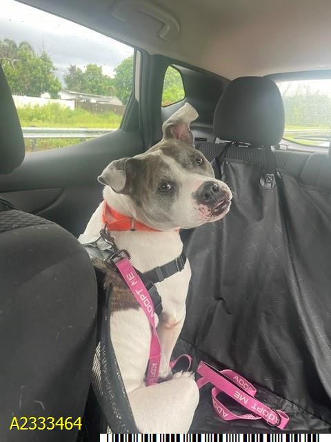TIPPY, Adoptable, Adult Female Mixed Breed.