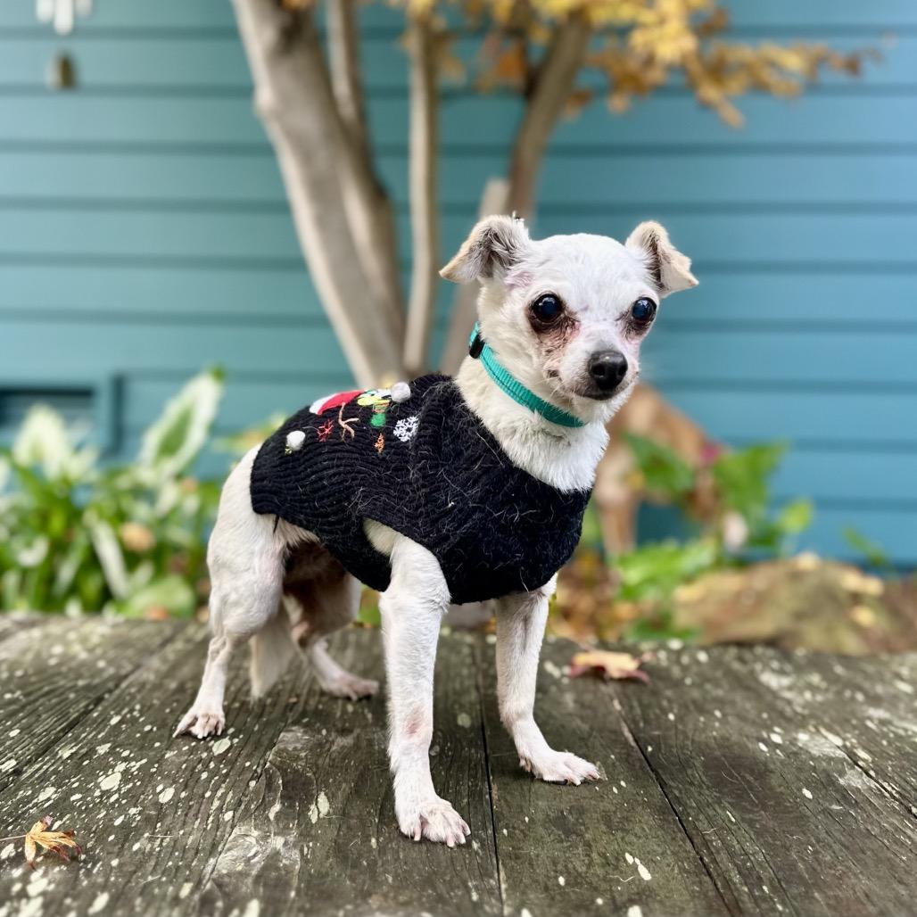 Snowflake, a Adoptable Chihuahua in Pacific Grove, CA image 1/5