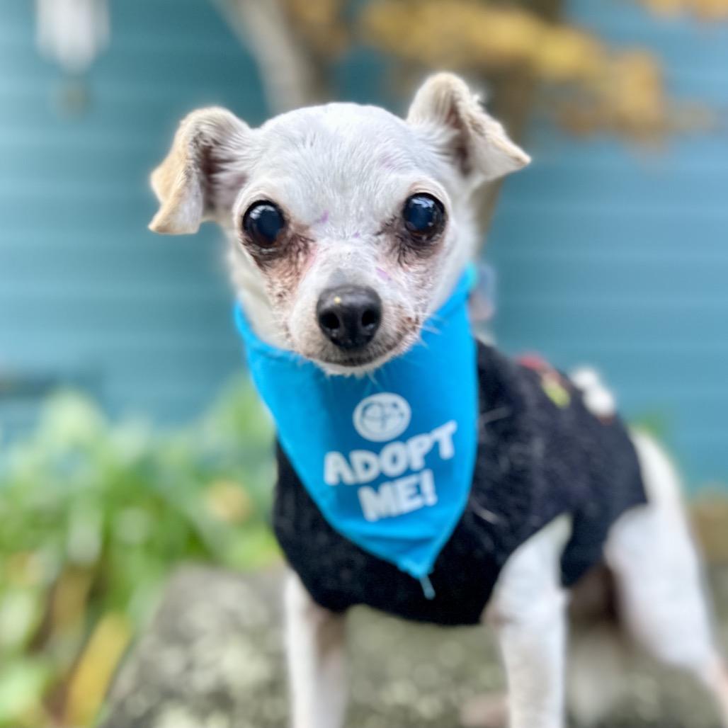Snowflake, a Adoptable Chihuahua in Pacific Grove, CA image 2/5