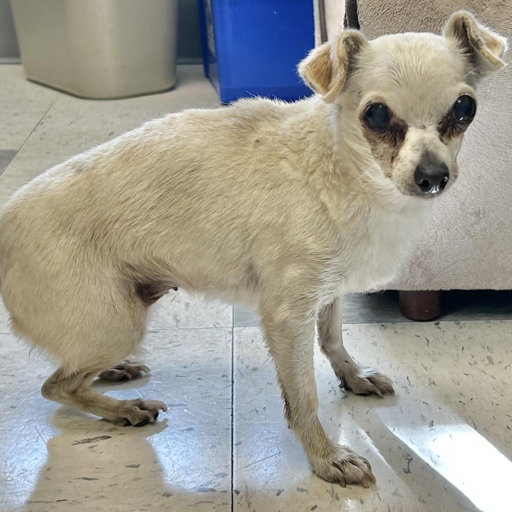Snowflake, a Adoptable Chihuahua in Pacific Grove, CA image 4/5