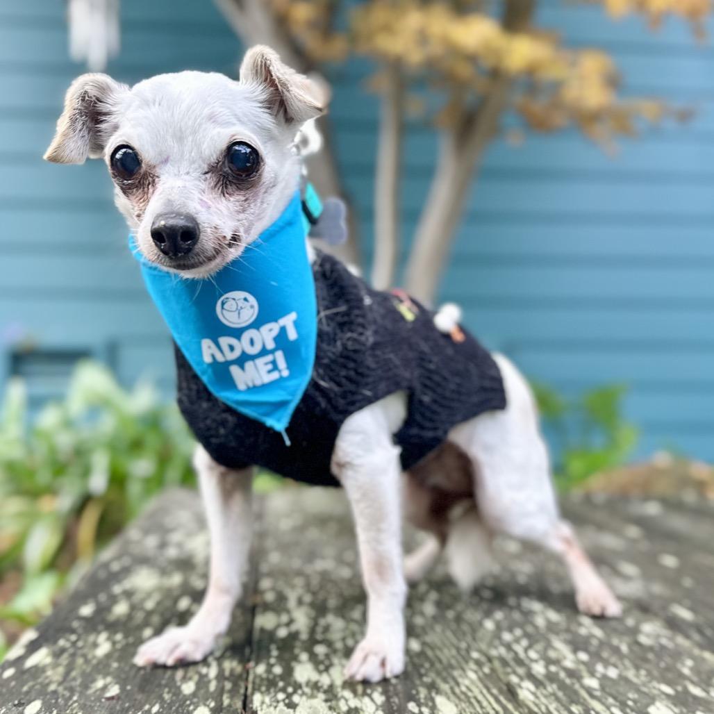Snowflake, a Adoptable Chihuahua in Pacific Grove, CA image 5/5