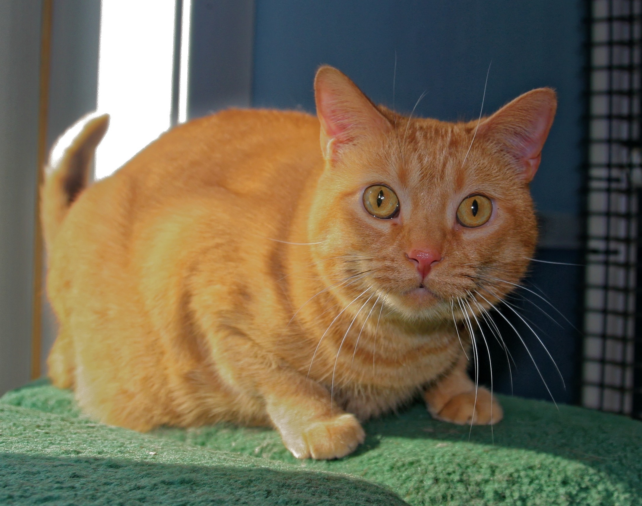 Peaches photo 5