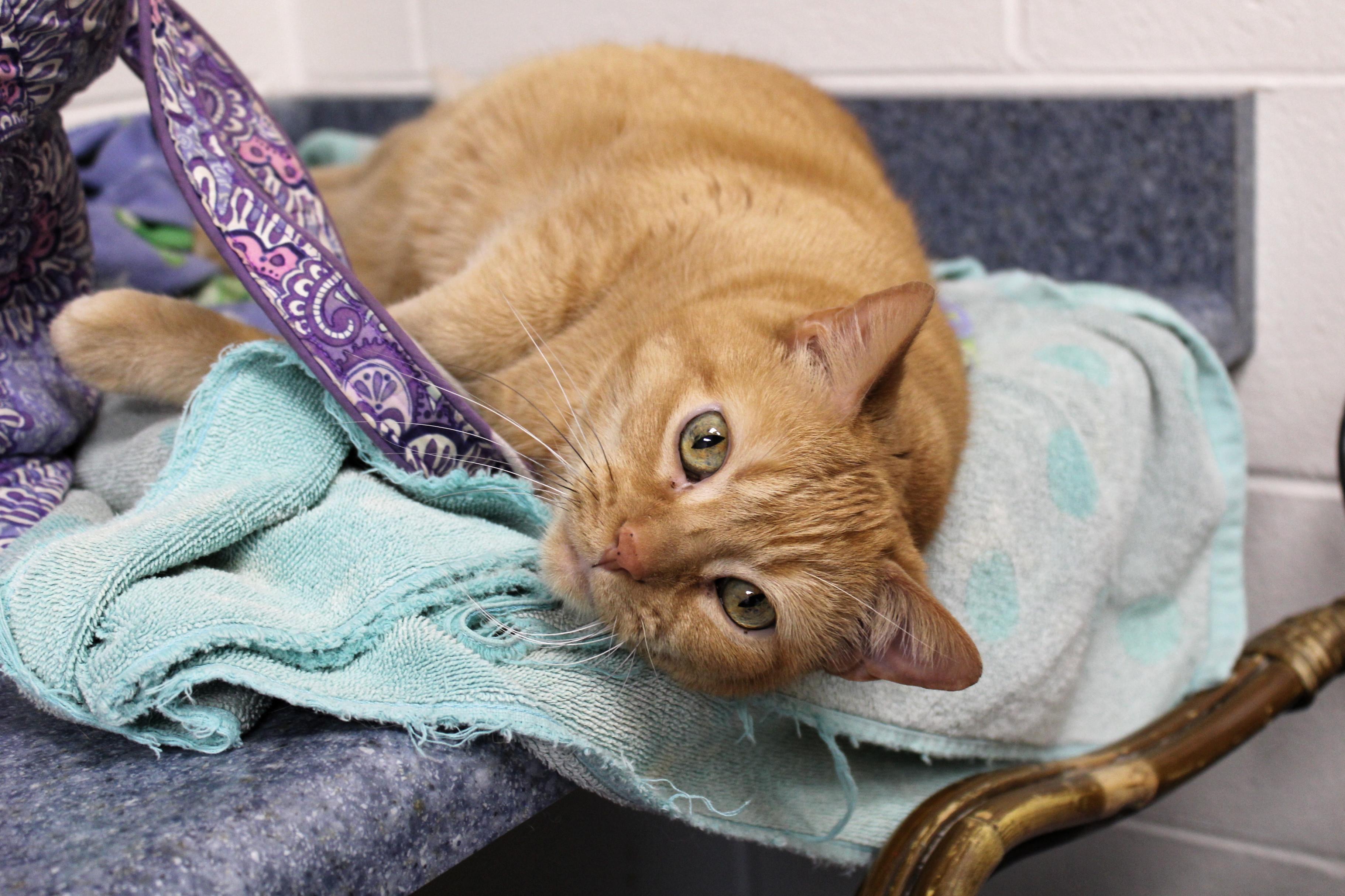 Peaches, a Adoptable mixed breed in Urbana, OH image 1/6