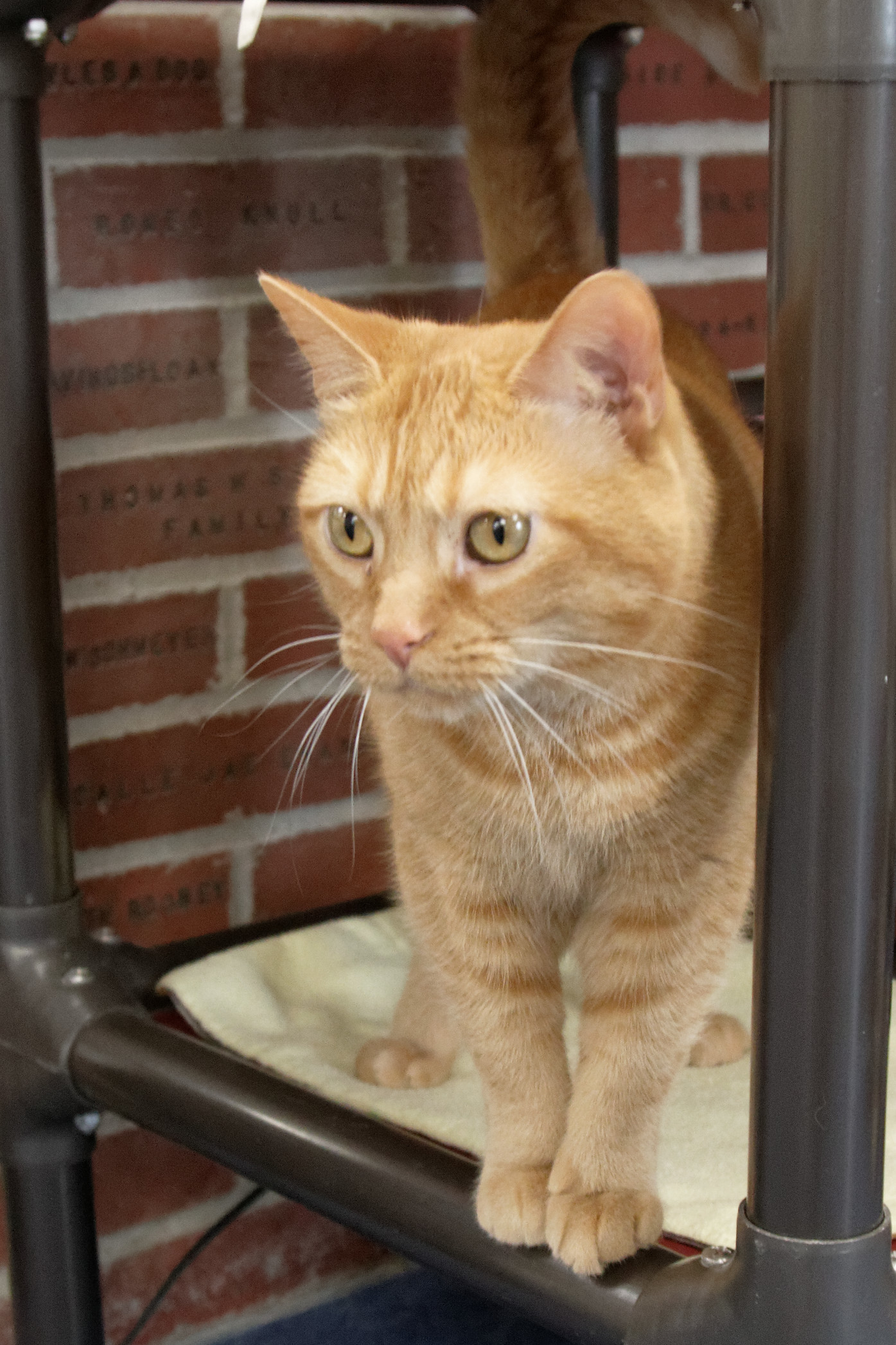 Peaches photo 6