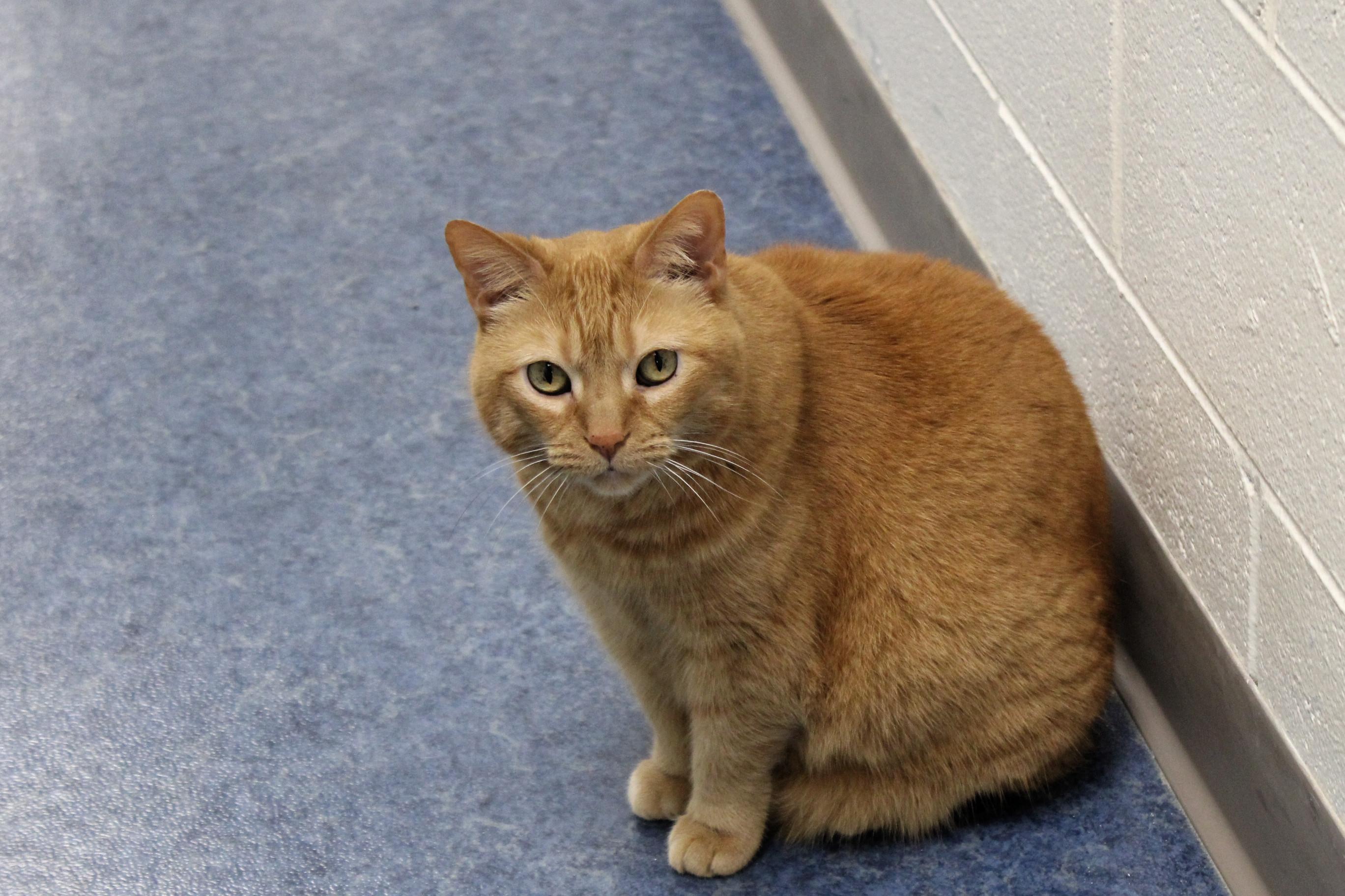 Peaches, a Adoptable mixed breed in Urbana, OH image 3/6