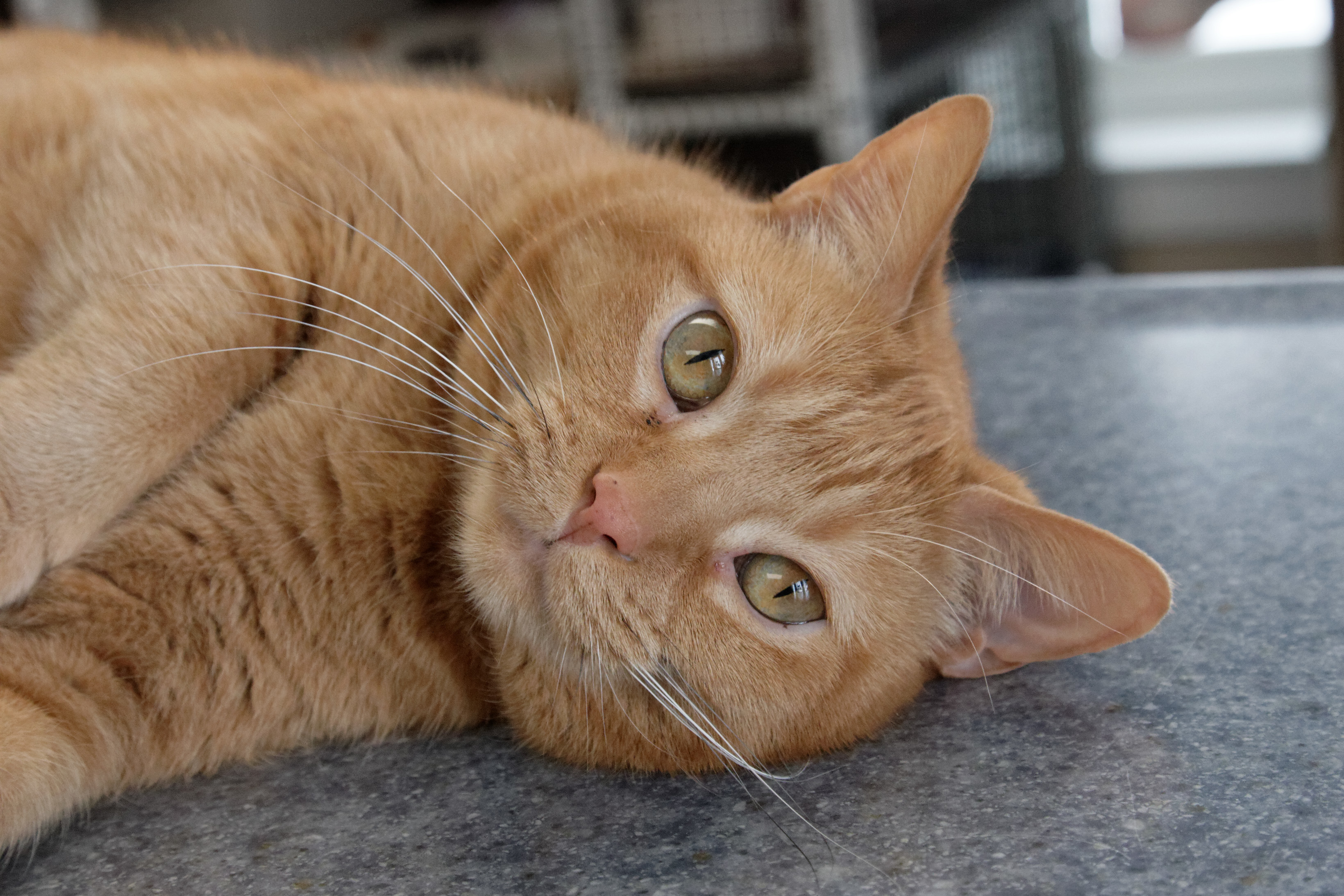 Peaches photo 4