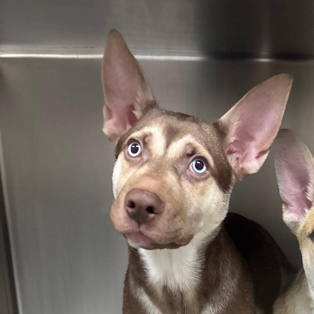 Fila, Adoptable, Puppy Female Husky & German Shepherd Dog.