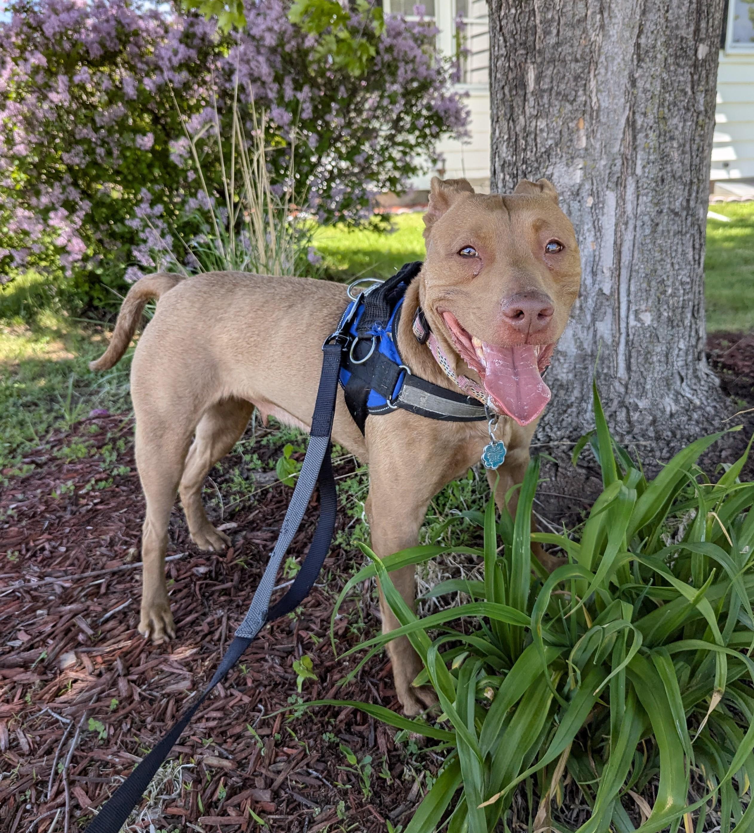 Enlarge Jasmine, an adopted mixed breed in La Crescent, MN image 5/6
