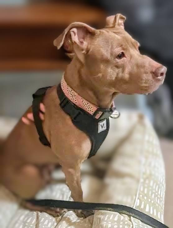 Enlarge Jasmine, an adopted mixed breed in La Crescent, MN image 3/6