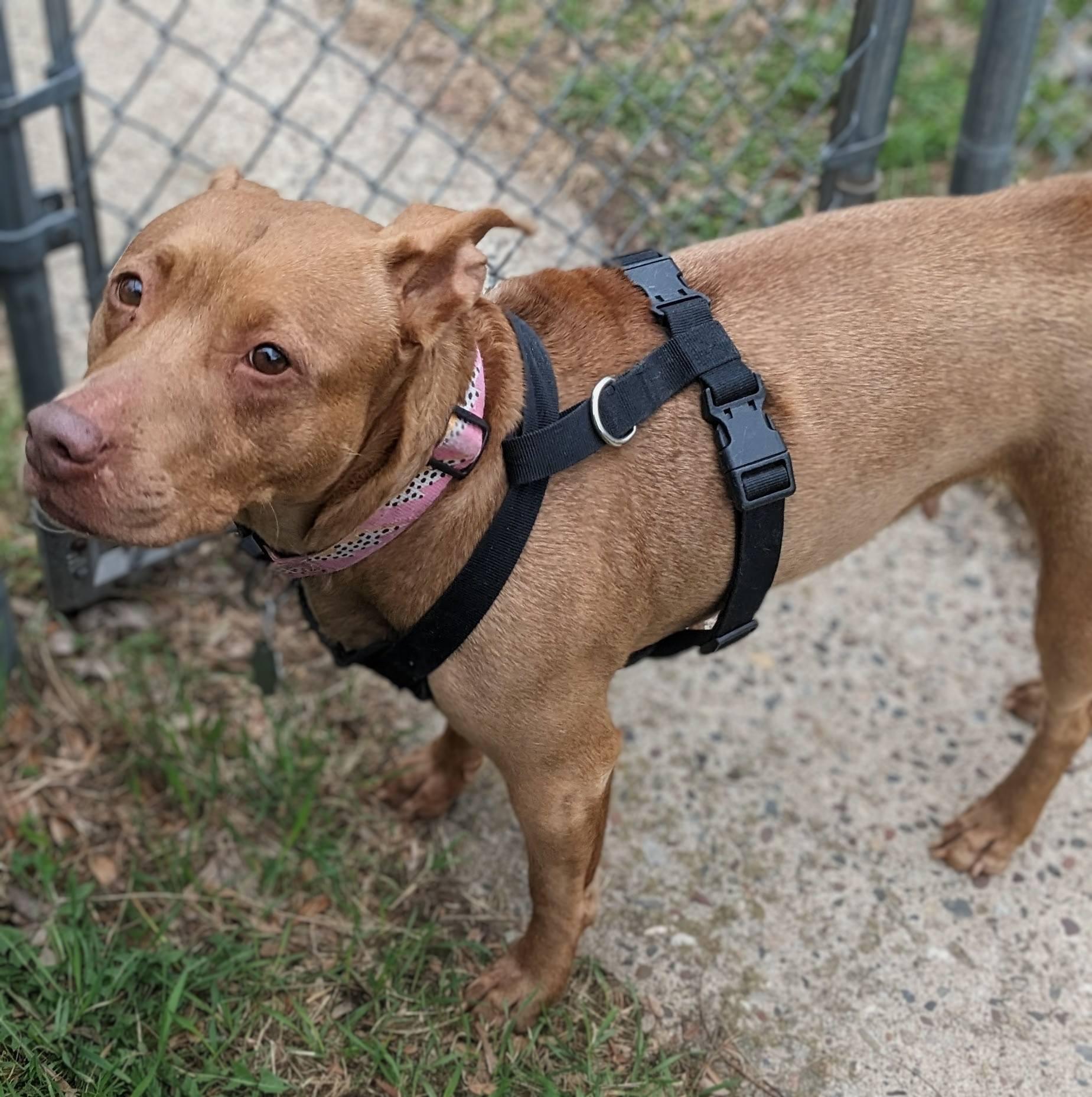 Enlarge Jasmine, an adopted mixed breed in La Crescent, MN image 2/6