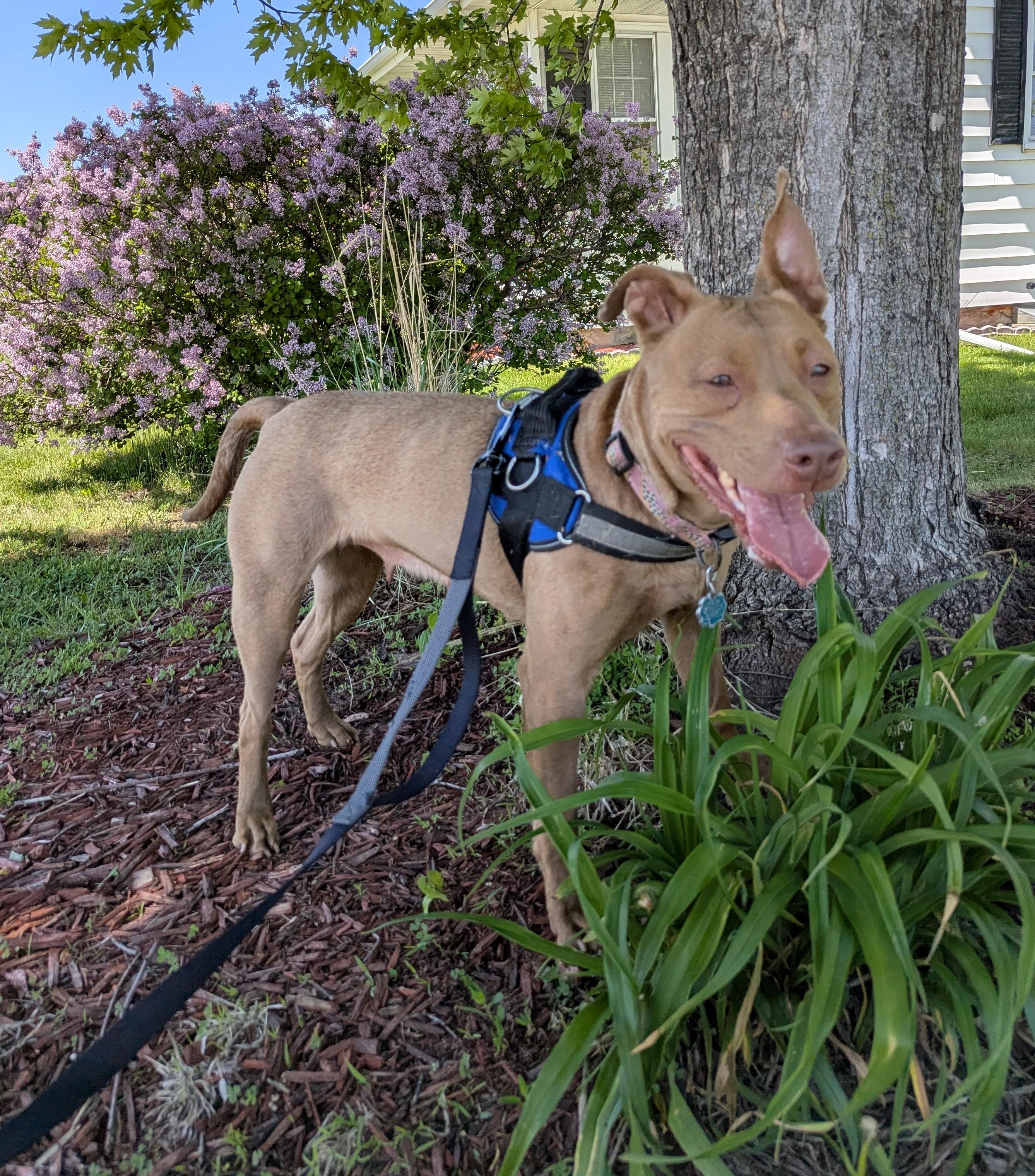 Enlarge Jasmine, an adopted mixed breed in La Crescent, MN image 4/6
