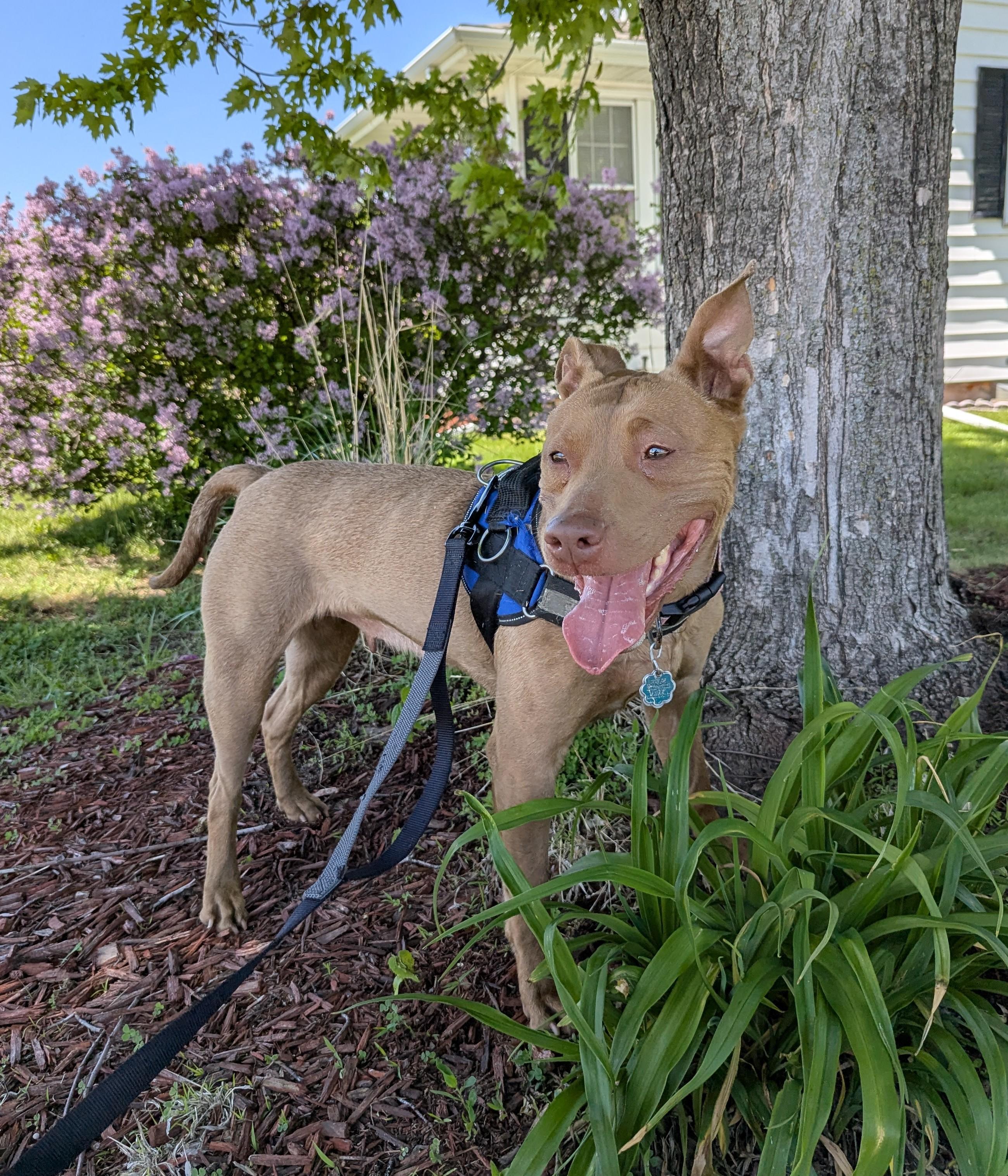 Enlarge Jasmine, an adopted mixed breed in La Crescent, MN image 6/6