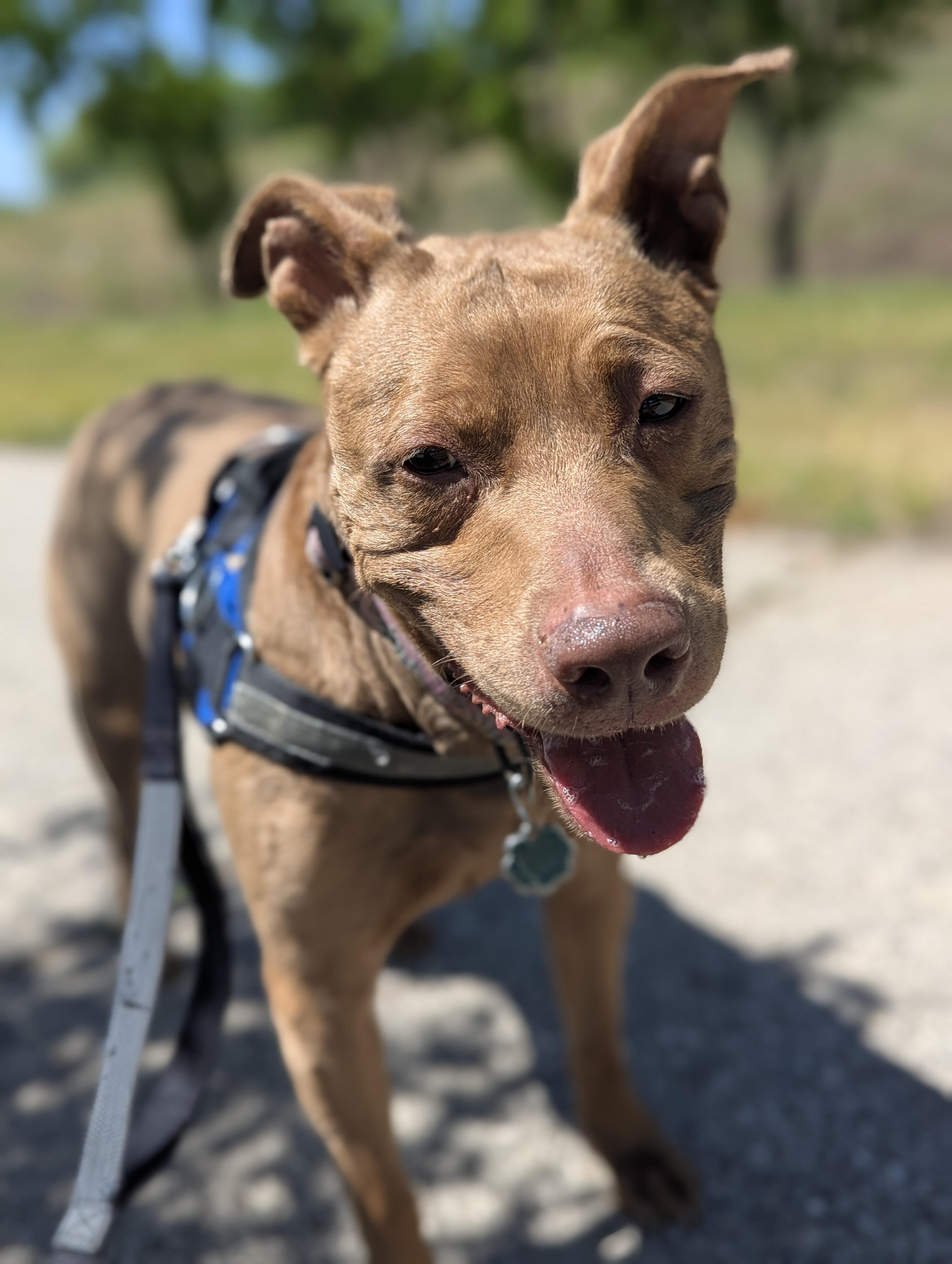 Jasmine, adopted, Adult Female Pit Bull Terrier.