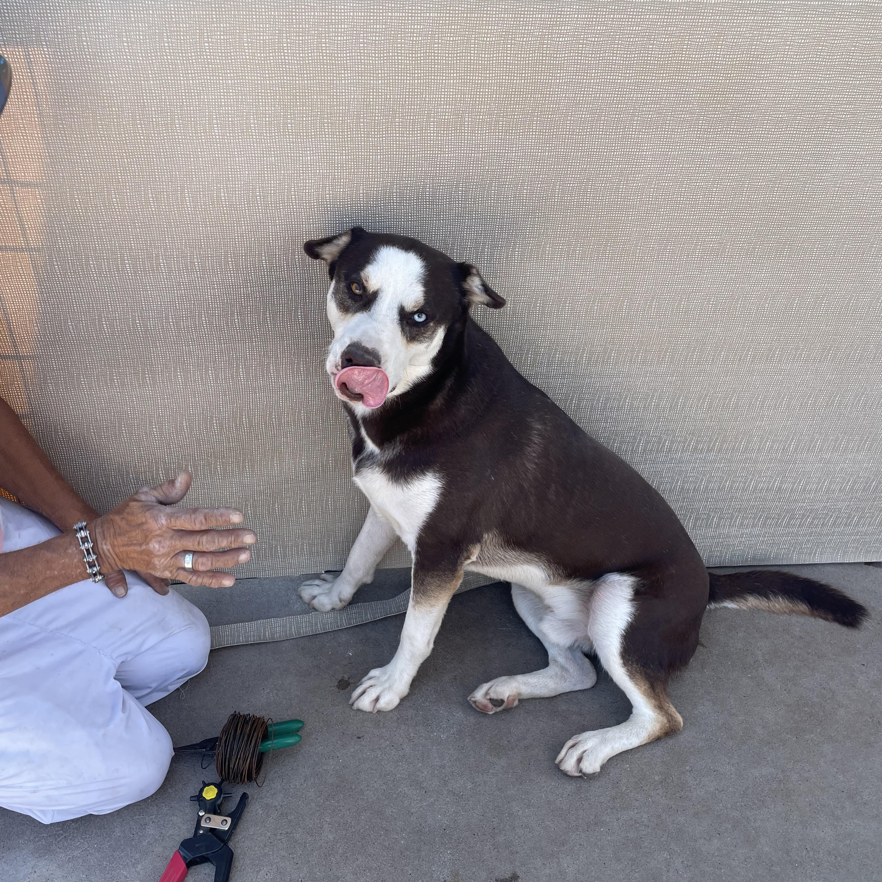 Enlarge Cooper, a Adoptable Husky in Phoenix, AZ image 5/5