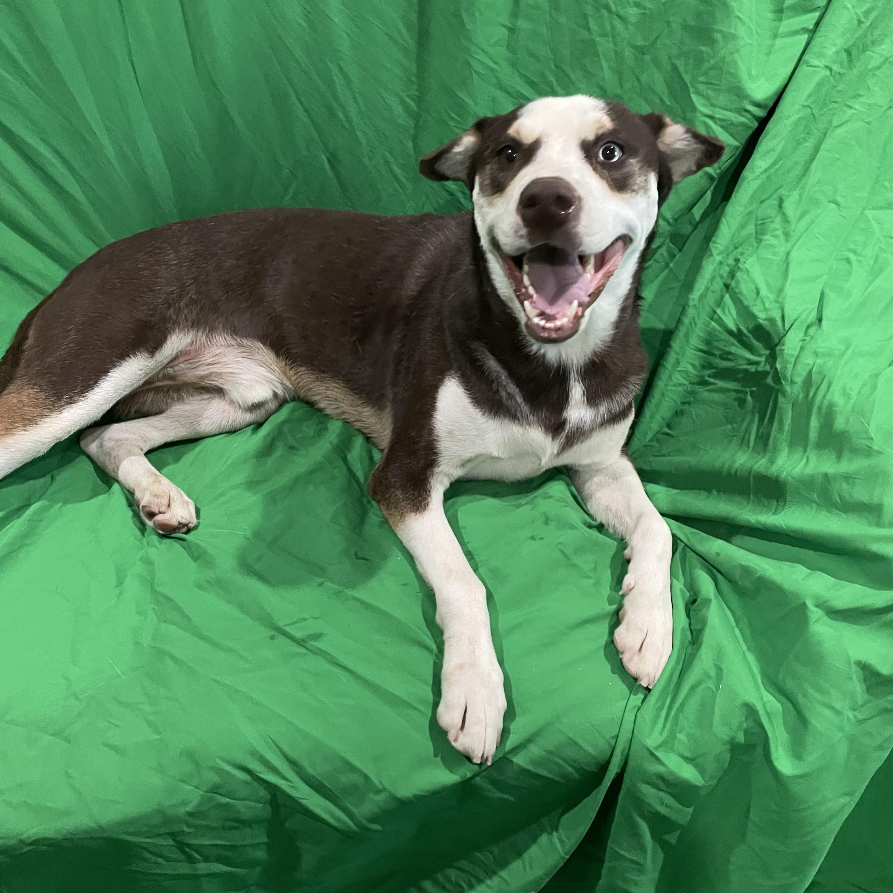 Enlarge Cooper, a Adoptable Husky in Phoenix, AZ image 1/5
