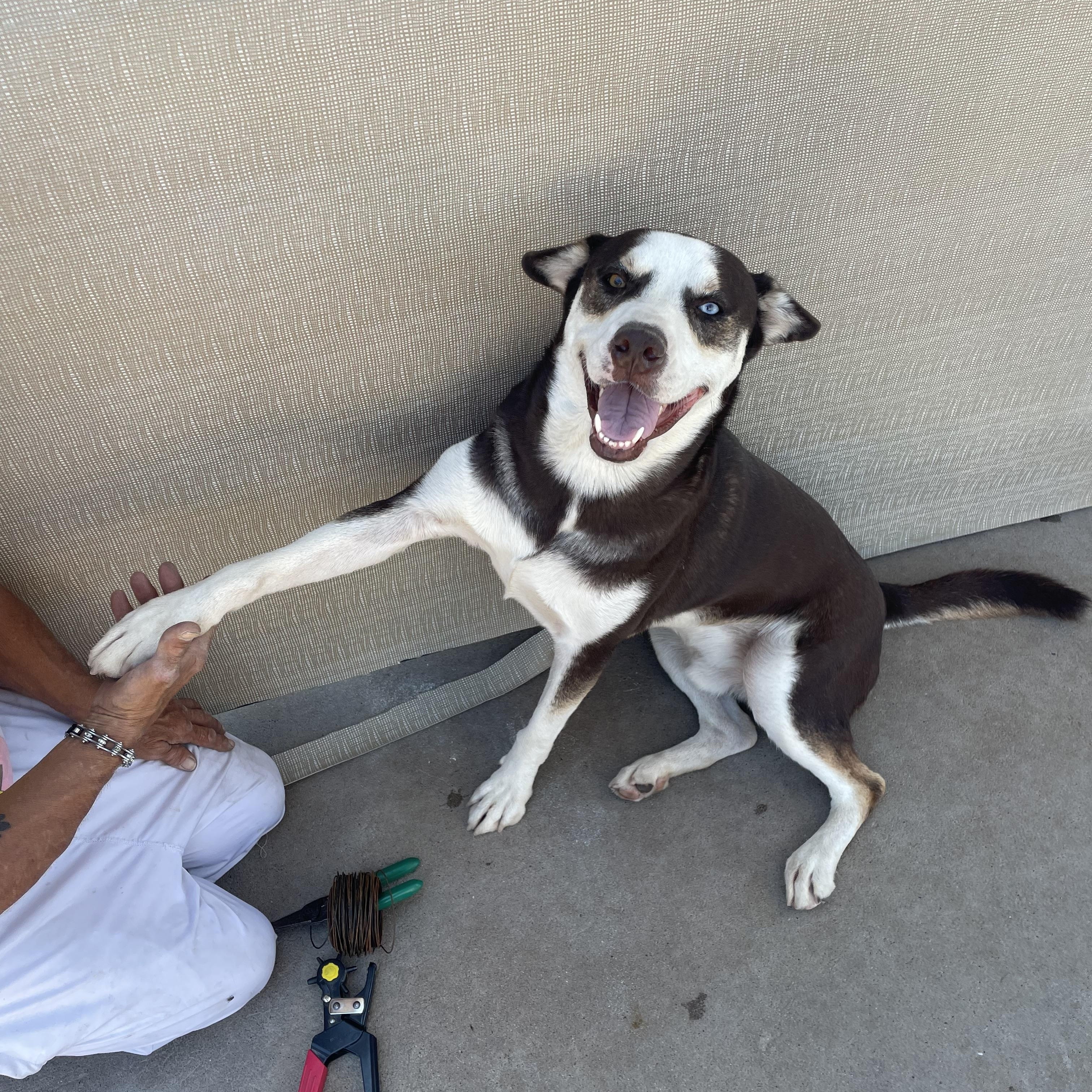 Enlarge Cooper, a Adoptable Husky in Phoenix, AZ image 3/5