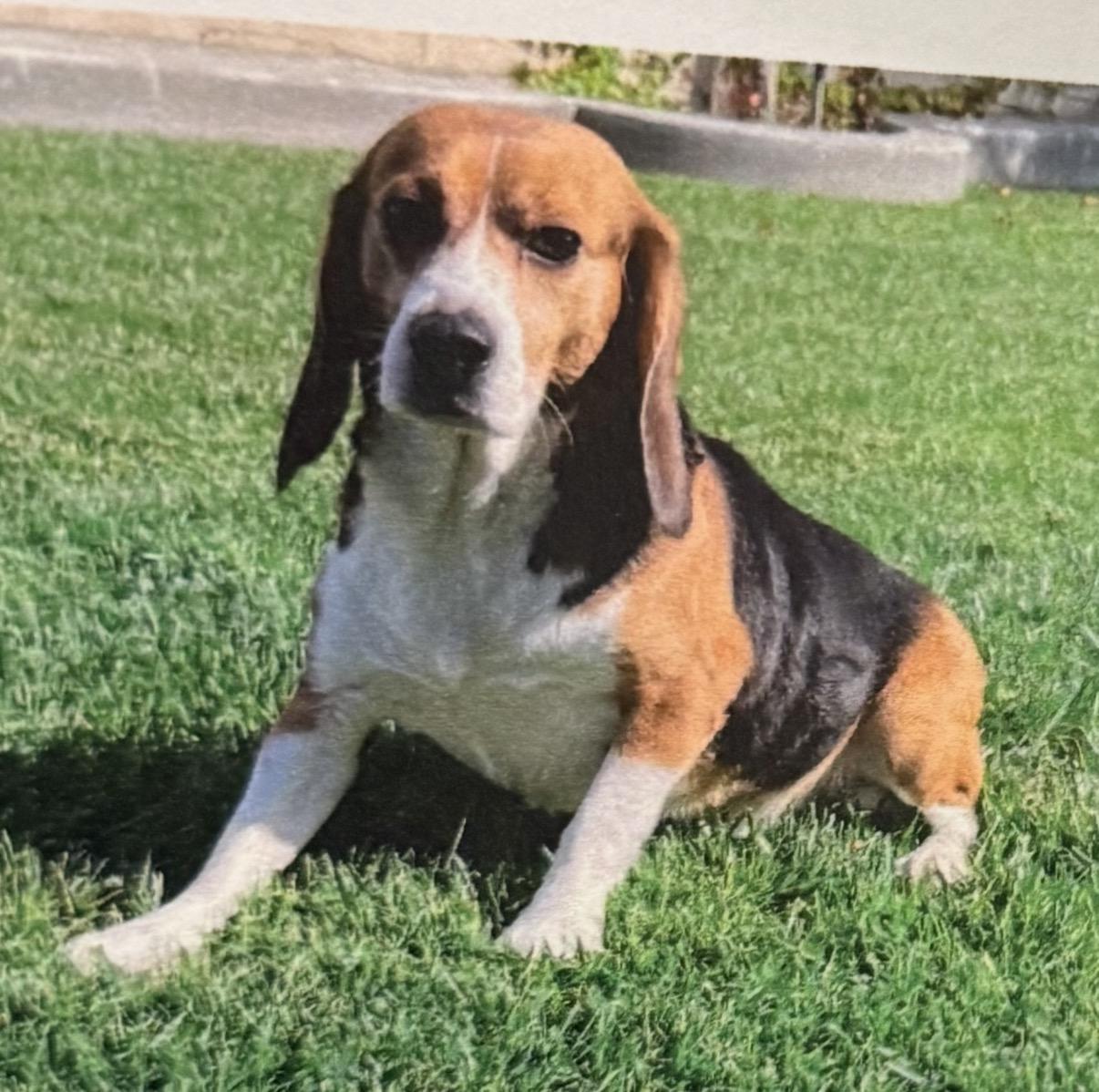 Shy Guy, ADOPTABLE, Adult Male Beagle.