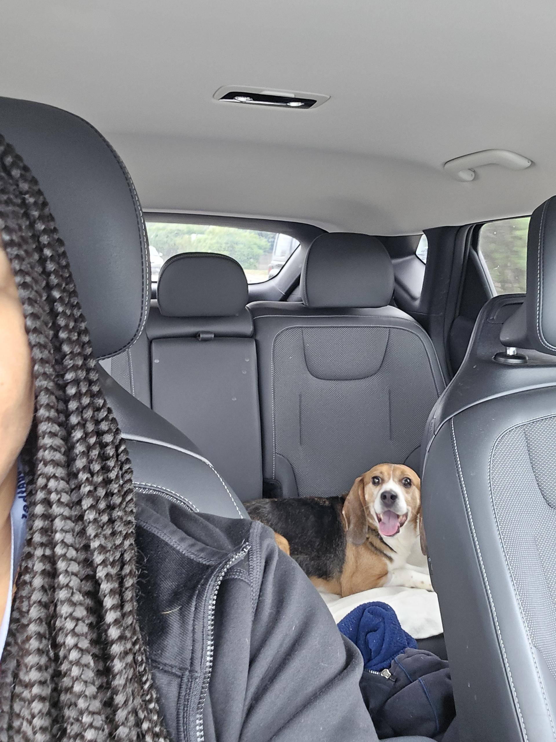 Enlarge Shy Guy, a ADOPTABLE Beagle in San Juan Capistrano, CA image 2/4