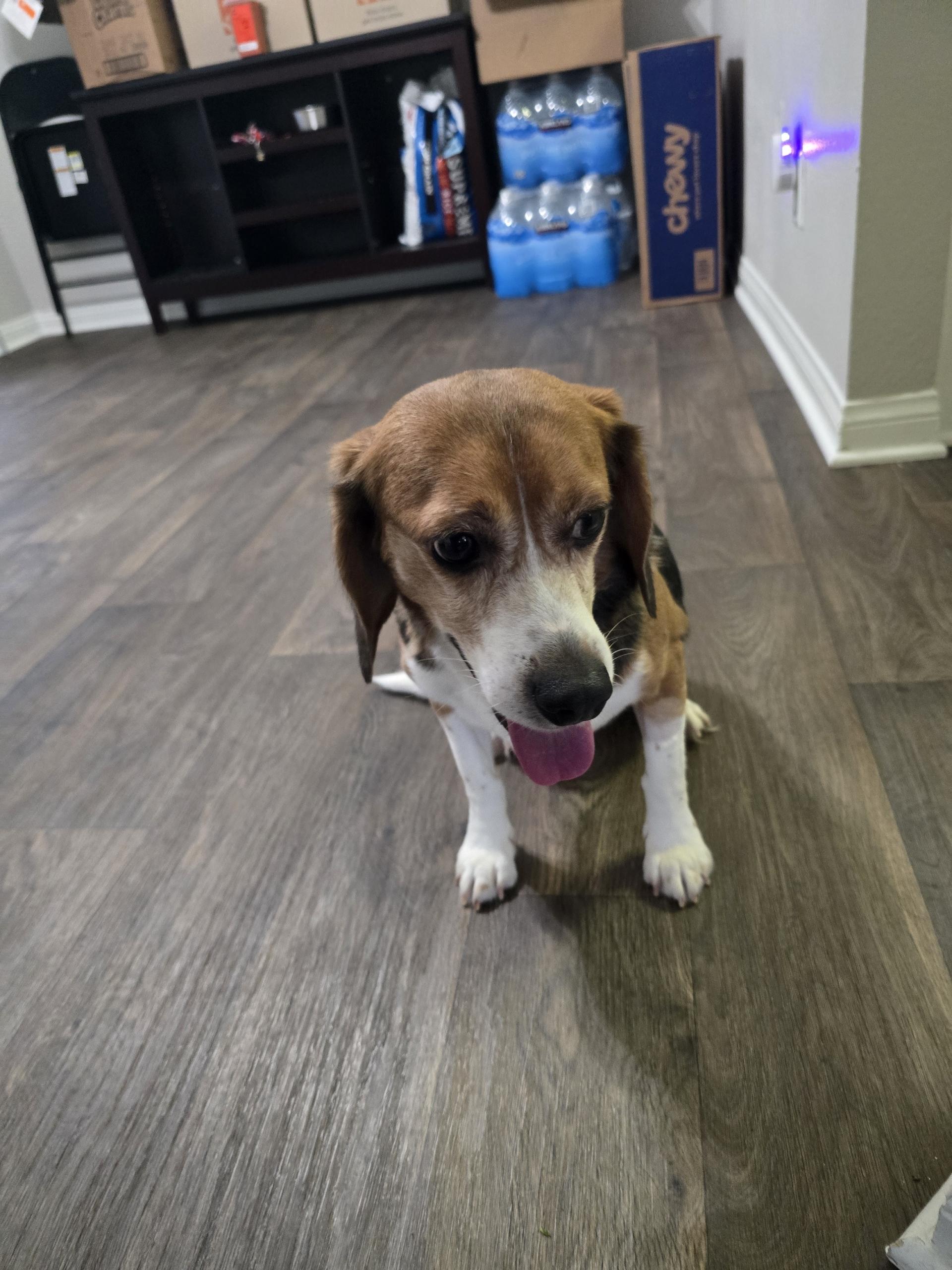 Enlarge Shy Guy, a ADOPTABLE Beagle in San Juan Capistrano, CA image 4/4