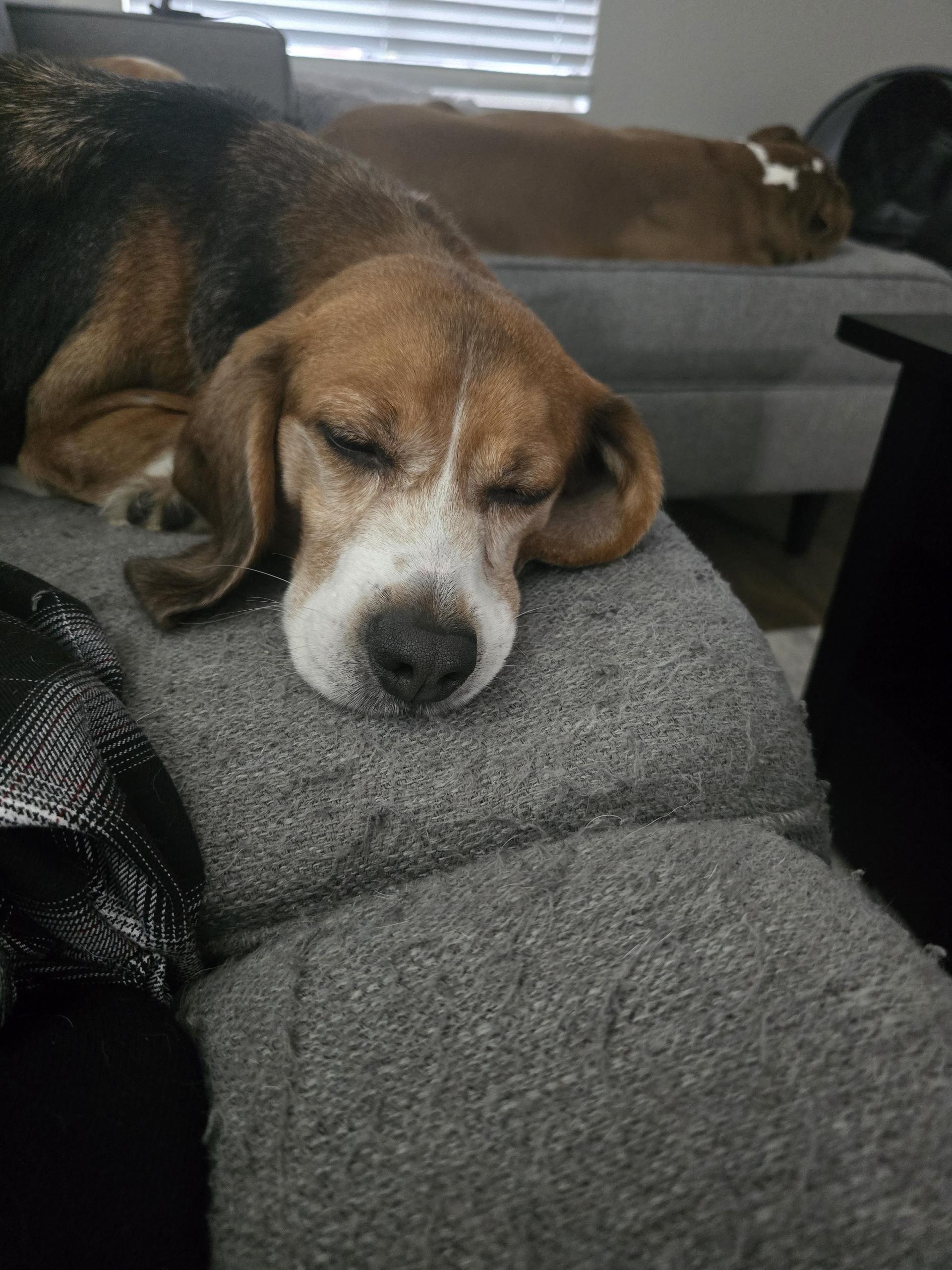 Enlarge Shy Guy, a ADOPTABLE Beagle in San Juan Capistrano, CA image 3/4