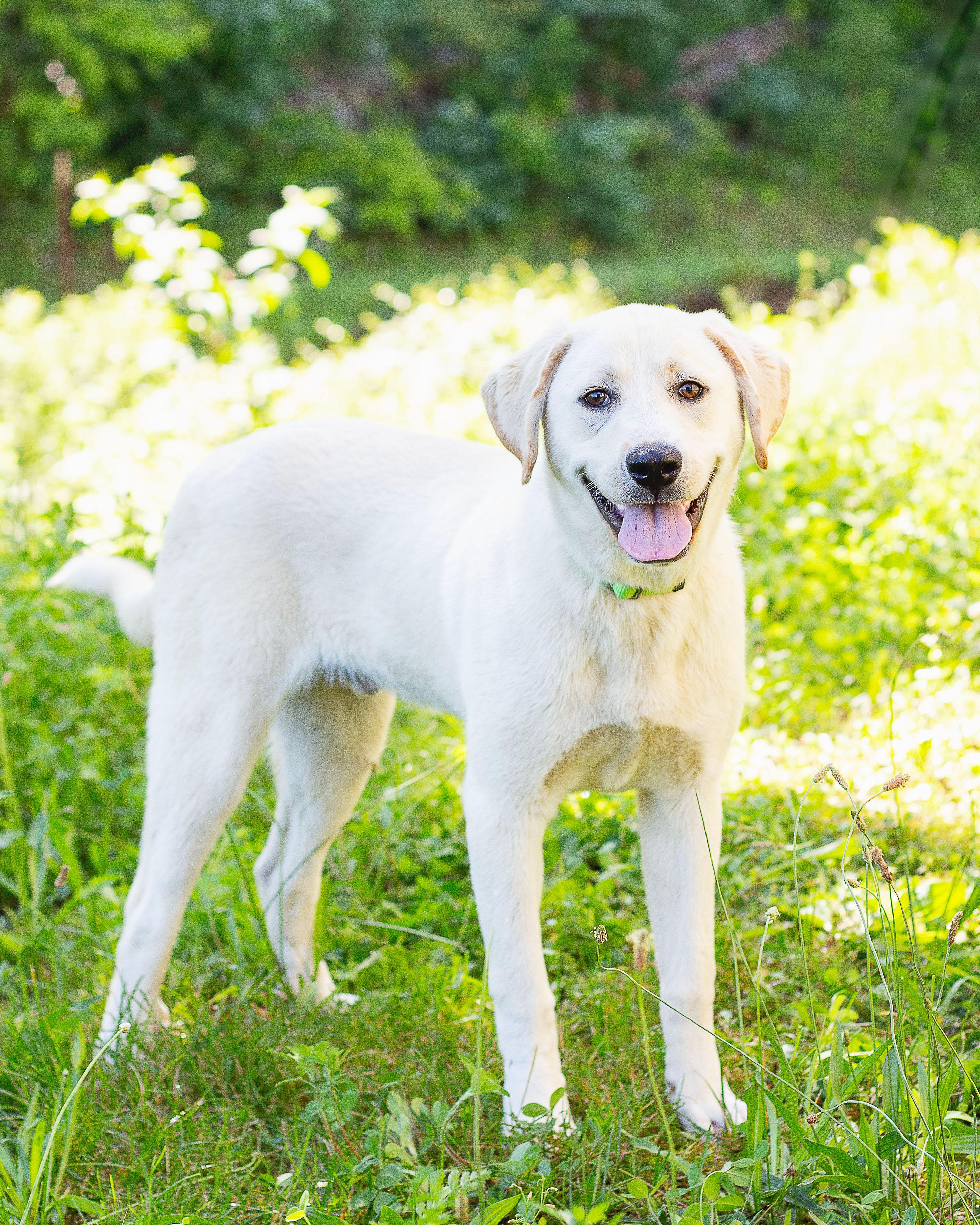 Enlarge Monte, a ADOPTABLE mixed breed in Sunbright, TN image 2/2