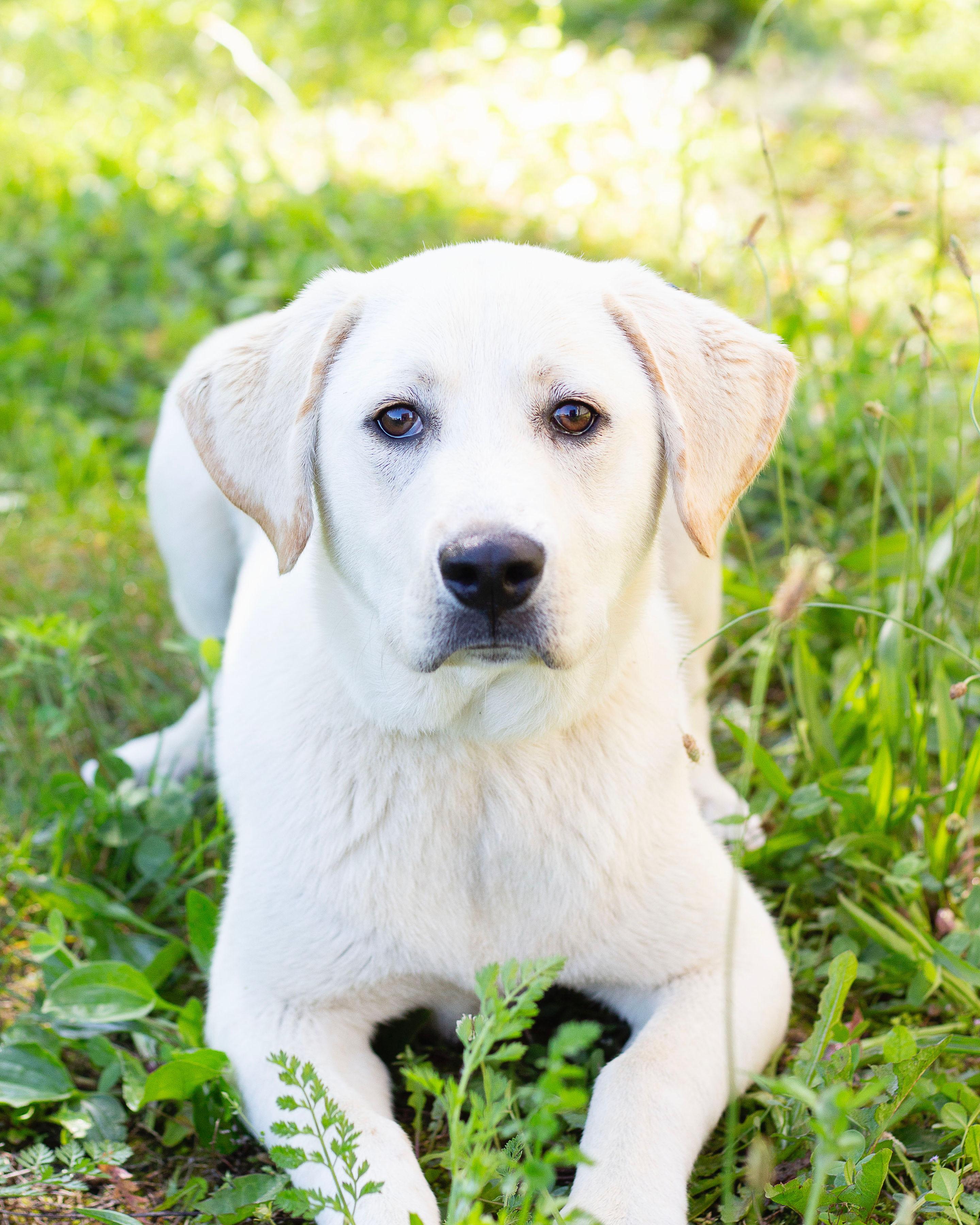 Monte, ADOPTABLE, Young Male Labrador Retriever.